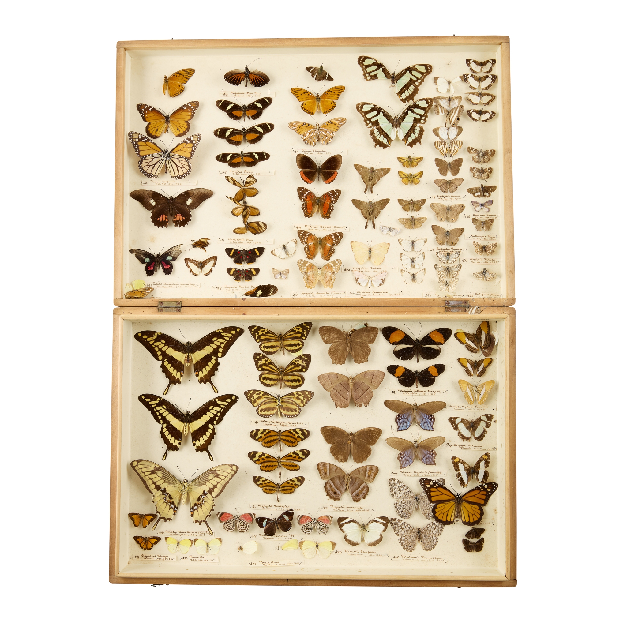 GROUP OF FOUR LEPIDOPTERY SPECIMEN DISPLAY CASES