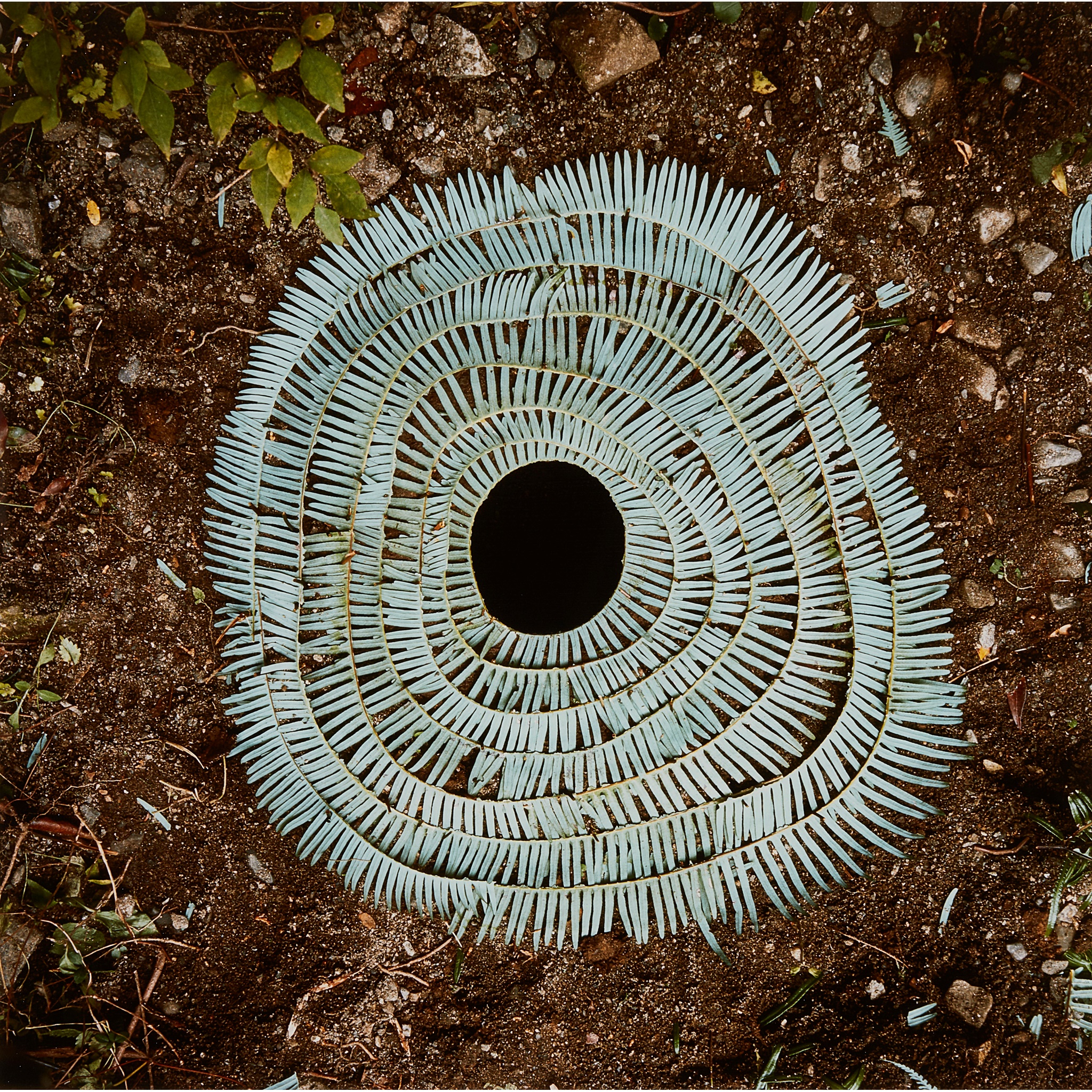 ANDY GOLDSWORTHY O.B.E. (British B.1956)