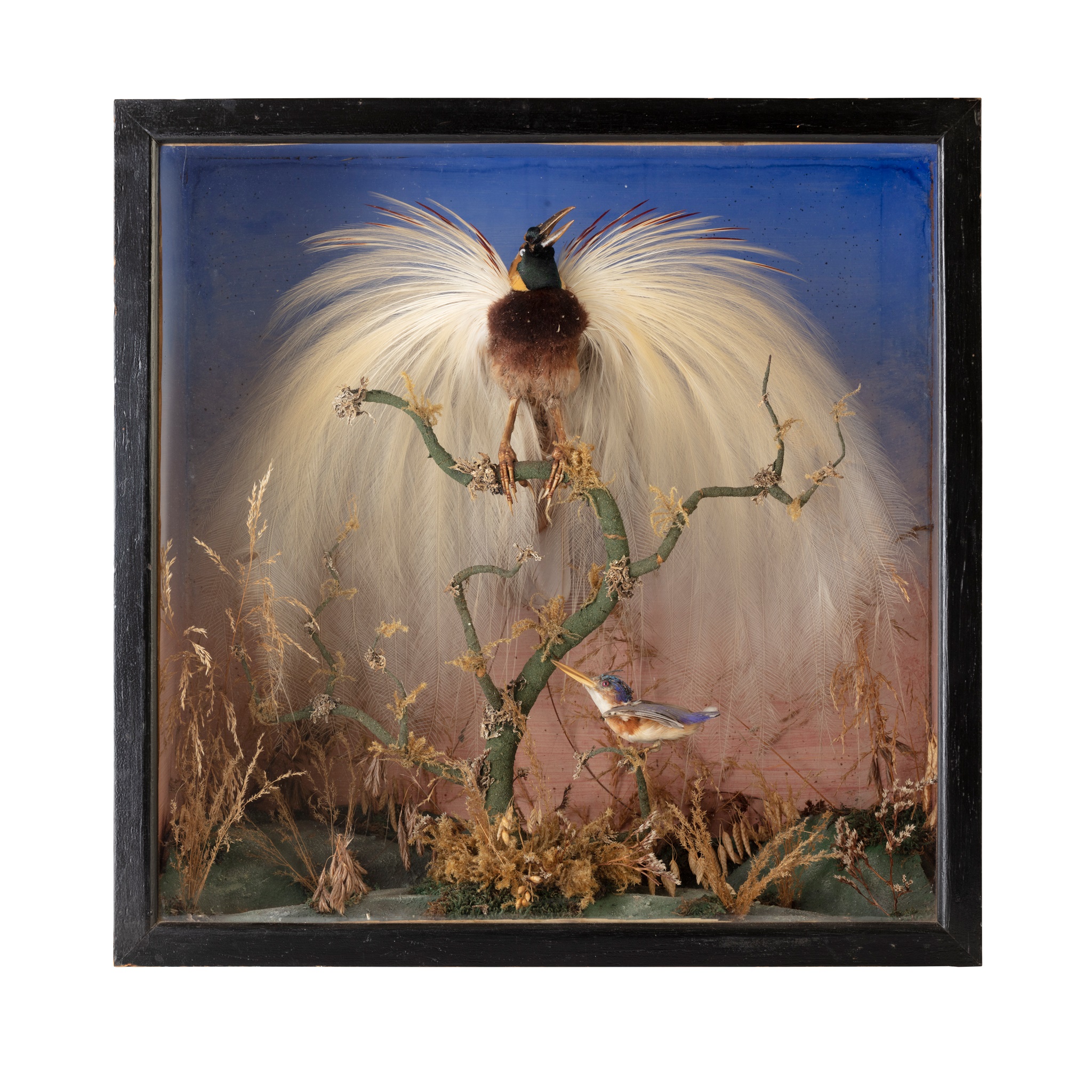 CASED TAXIDERMY BIRD OF PARADISE AND KINGFISHER