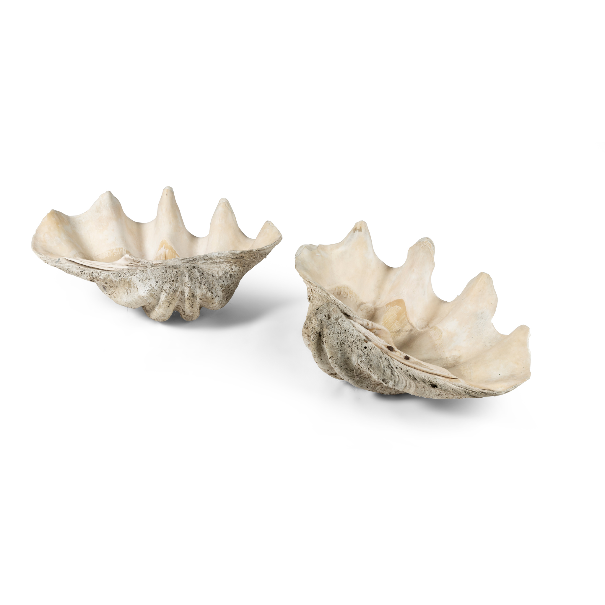SOUTH SEA ISLAND GIANT CLAM SHELLS