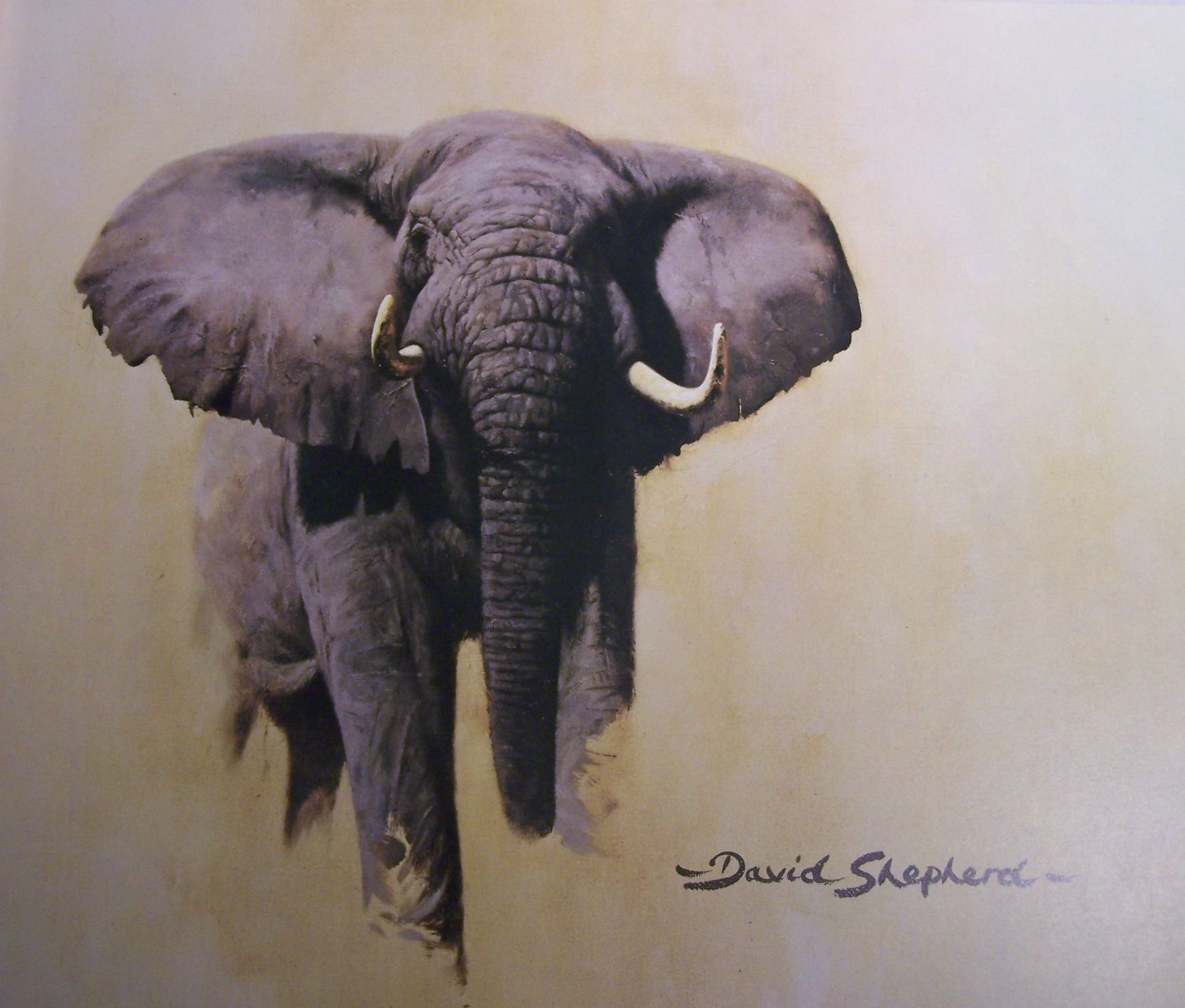 Shepherd, David