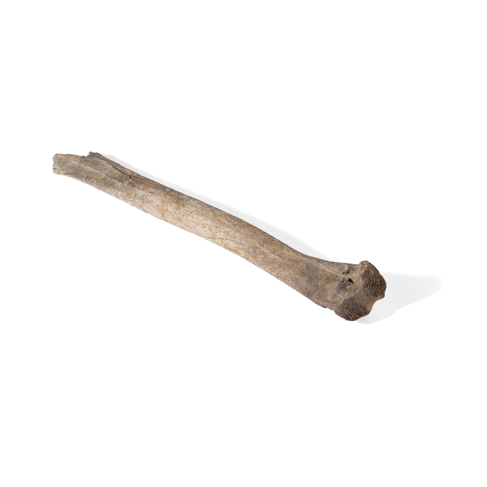 MOA LEG BONE