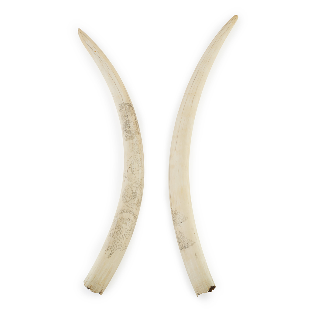 RARE PAIR OF AMERICAN SCRIMSHAW WALRUS TUSKS