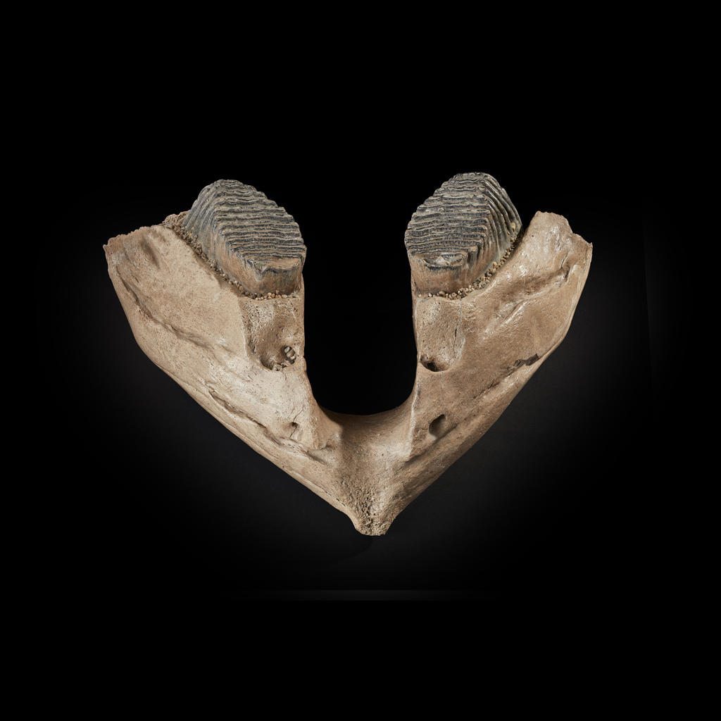 WOOLLY MAMMOTH LOWER JAW, MAMMUTHUS PRIMIGENIUS