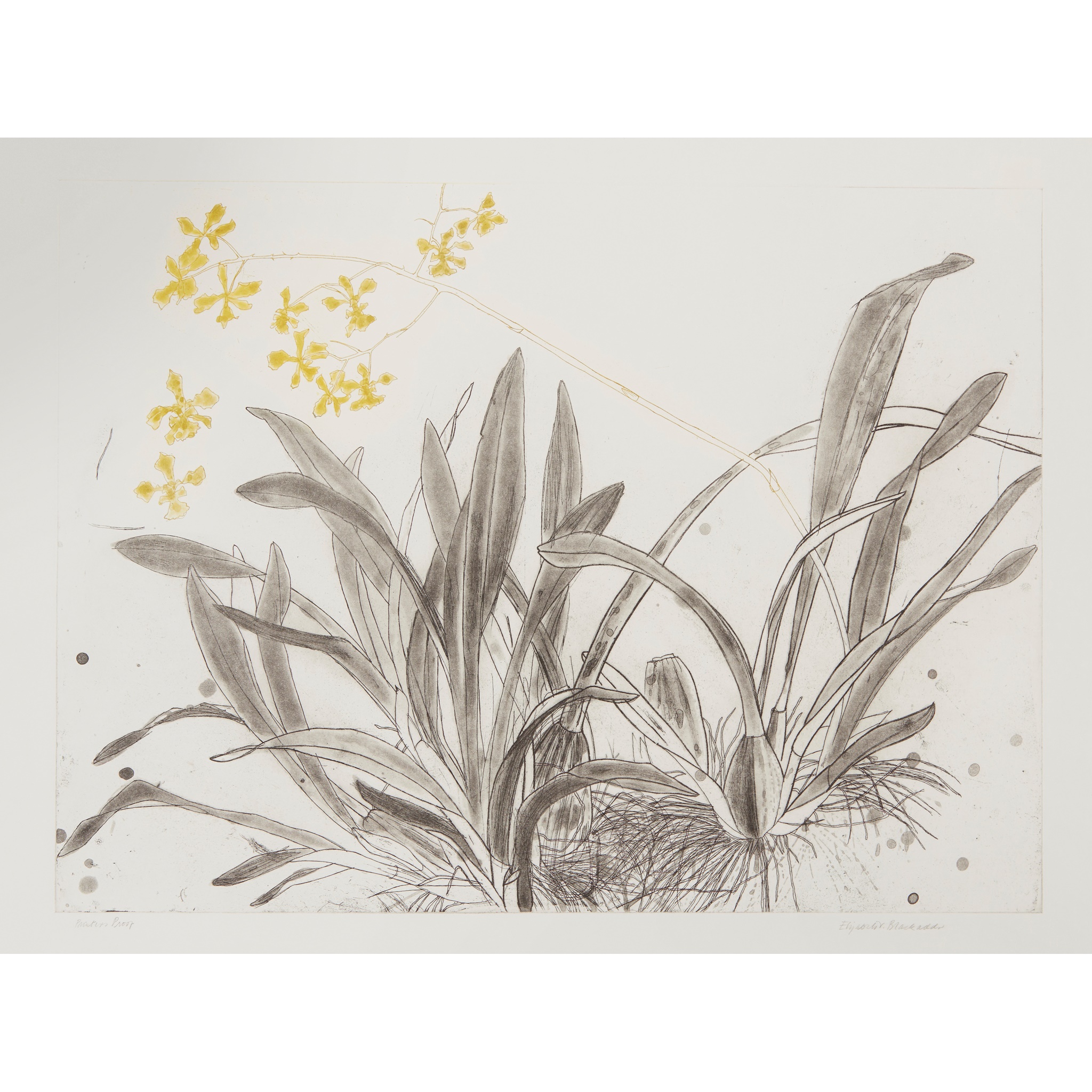 DAME ELIZABETH BLACKADDER O.B.E., R.A., R.S.A., R.S.W., R.G.I., D.Litt (SCOTTISH 1931-2021)