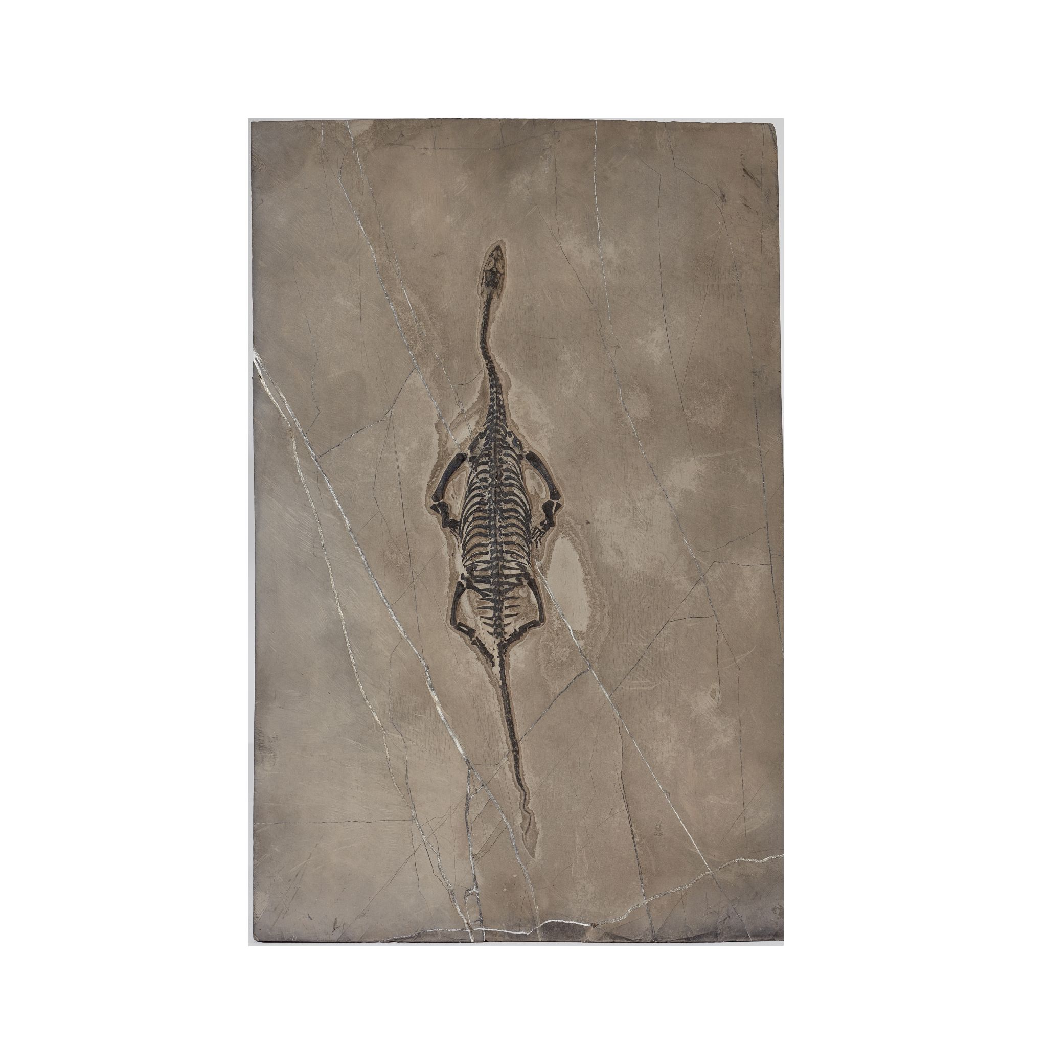 KEICHOUSAURUS FOSSIL PLAQUE