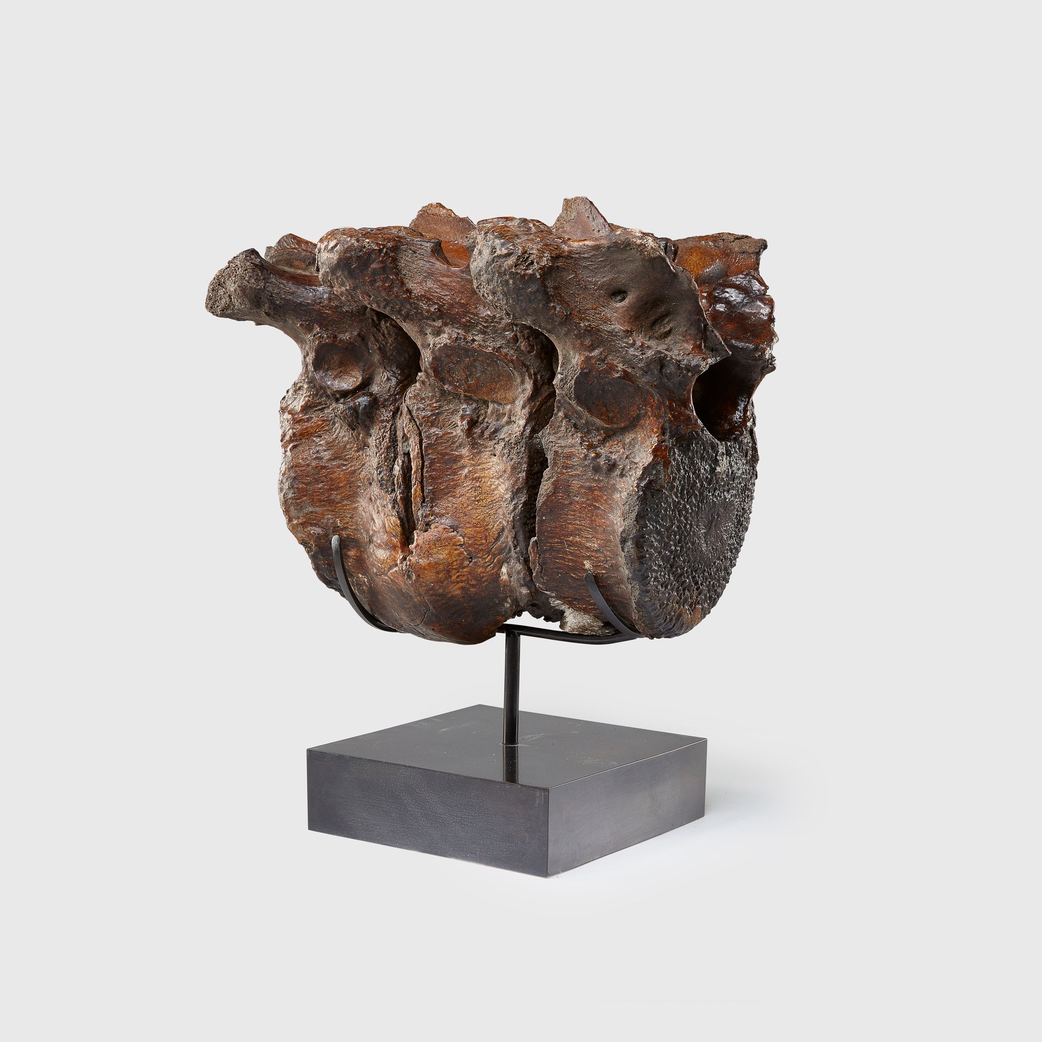 STRAIGHT TUSKED ELEPHANT VERTEBRAE SECTION, ELAPHAS ANTIQUUS