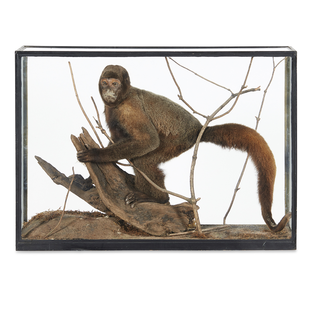 CASED TAXIDERMY COLOMBIAN WOOLLY MONKEY