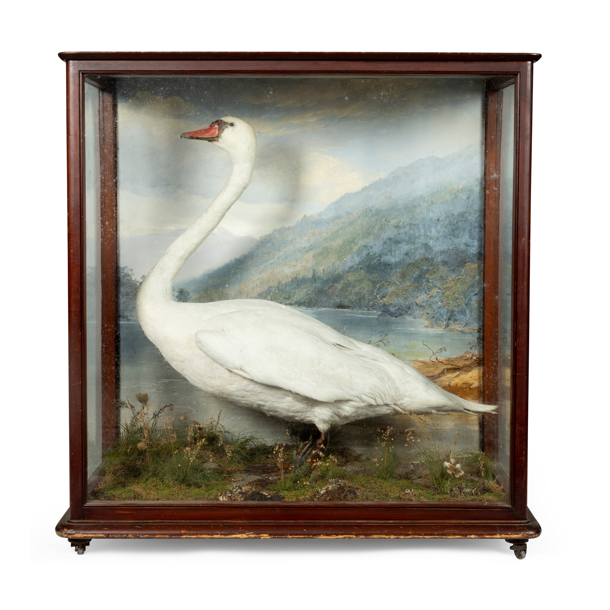 A CASED TAXIDERMY MODEL OF A SWAN