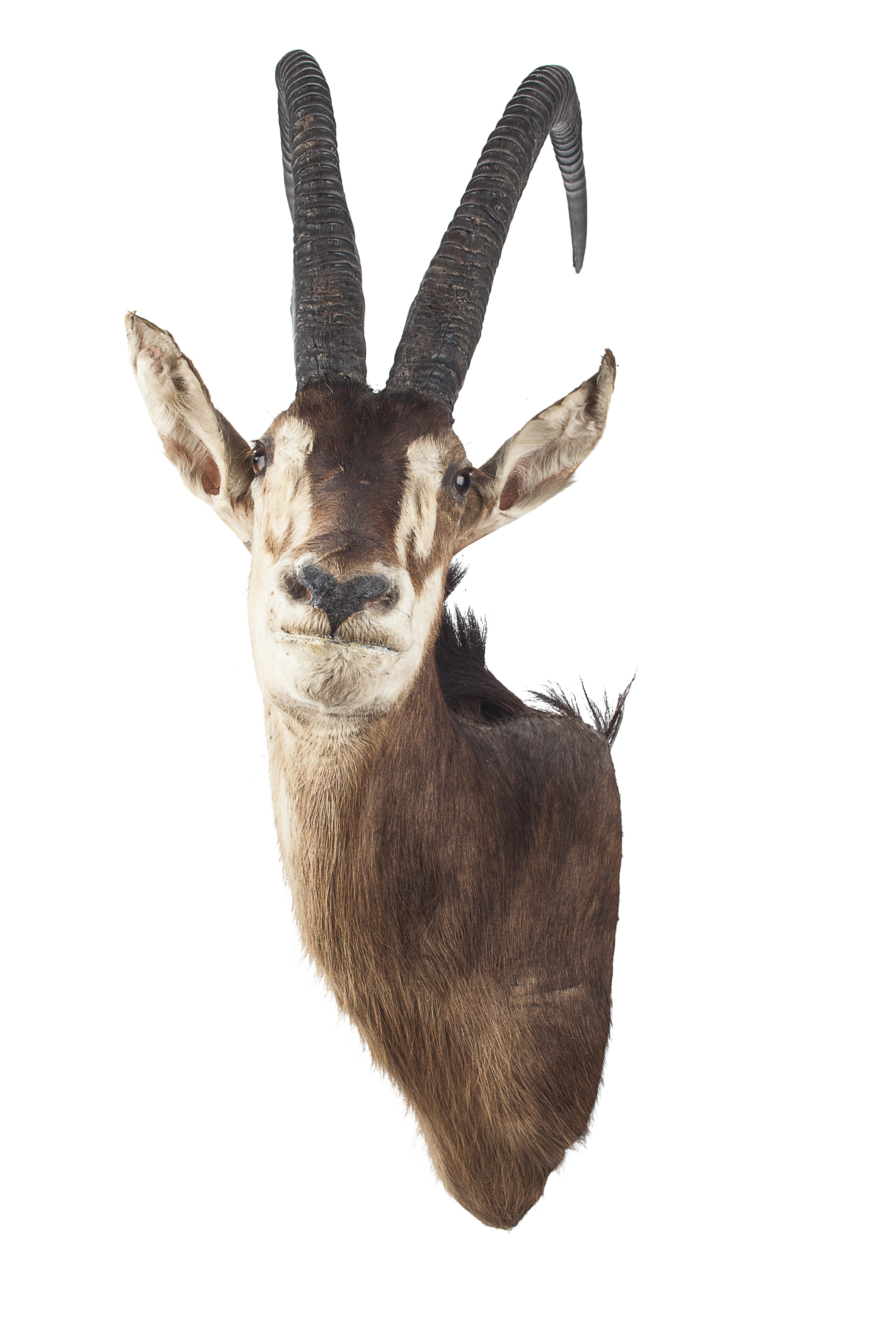 TAXIDERMY SABLE ANTELOPE HEAD AND NECK MOUNT, BY ROWLAND WARD LTD.