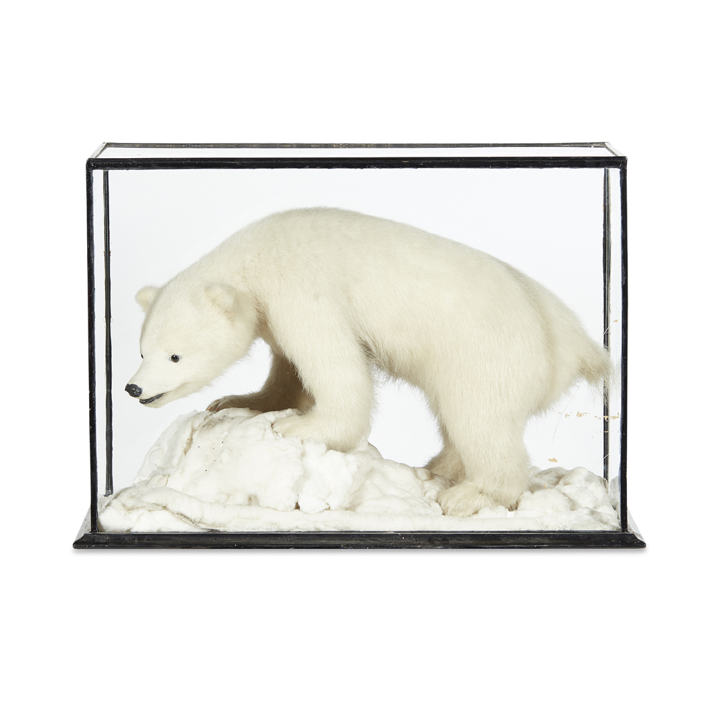 CASED TAXIDERMY POLAR BEAR CUB