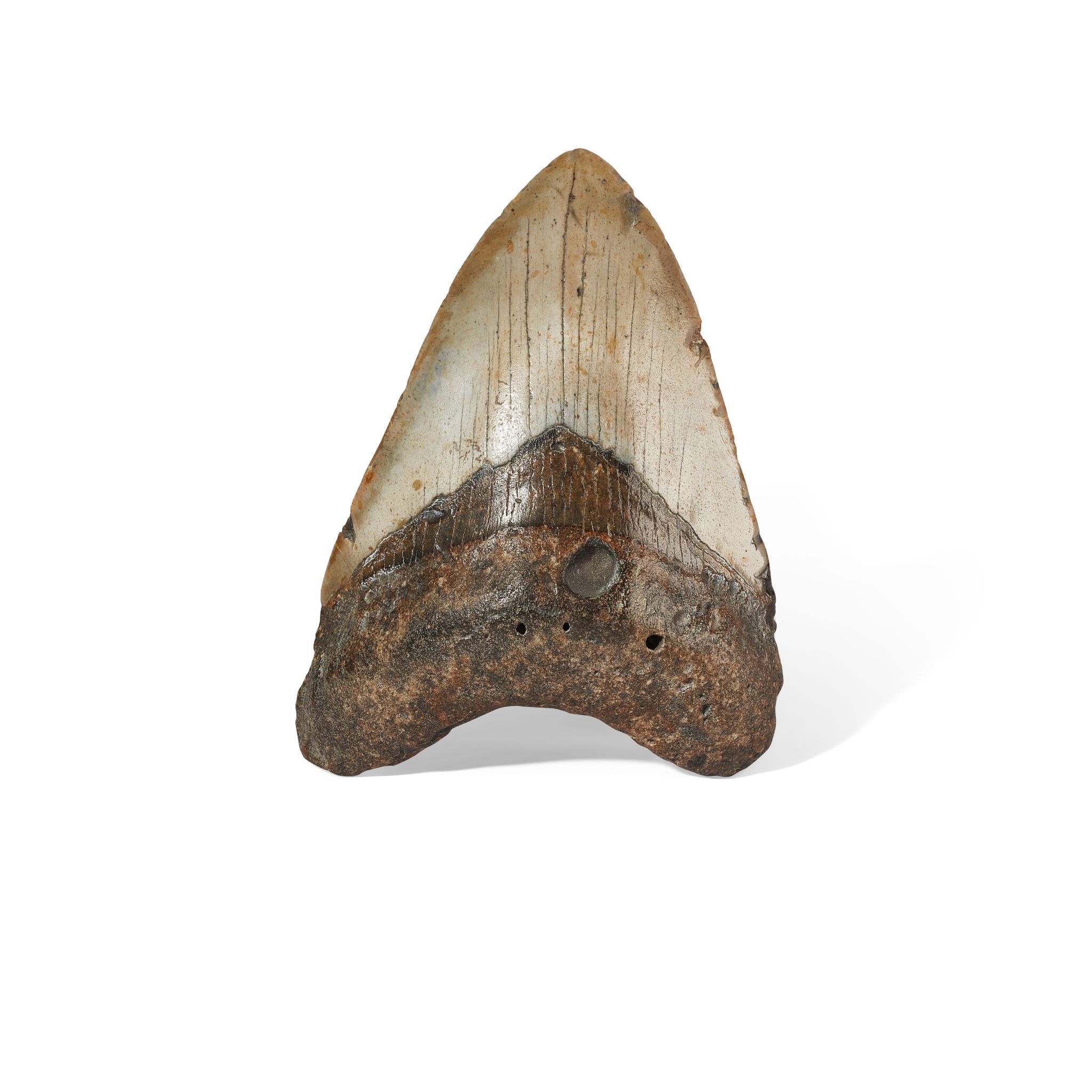 MEGALODON TOOTH