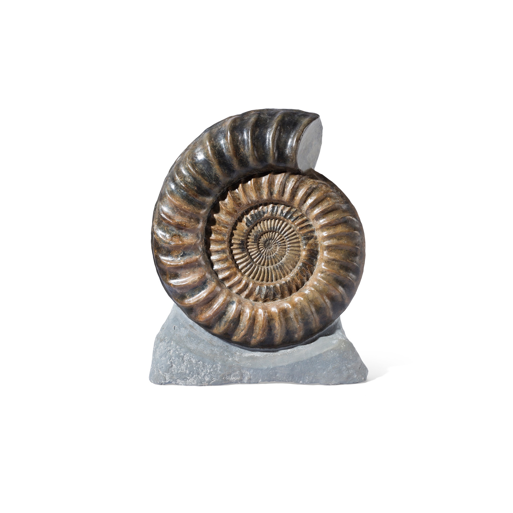 GIANT ARIETITES AMMONITE