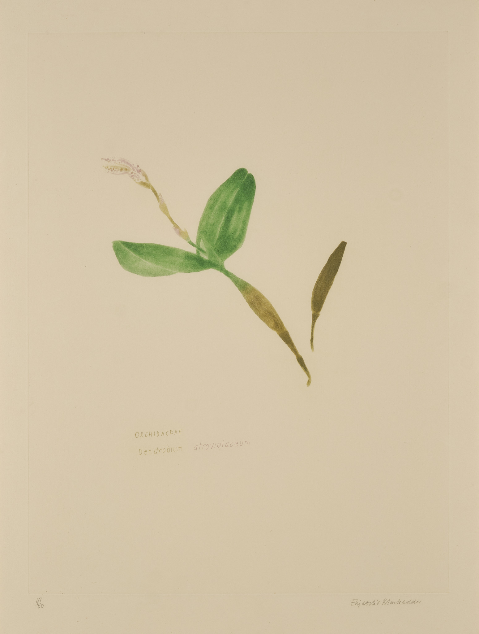 DAME ELIZABETH BLACKADDER O.B.E., R.A., R.S.A., R.S.W., R.G.I., D.Litt (SCOTTISH 1931-2021)
