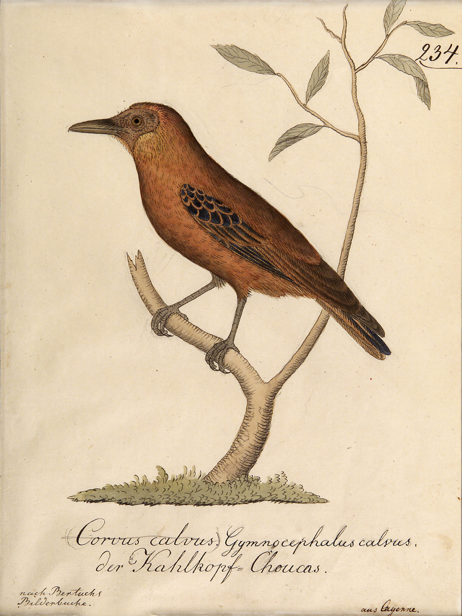 After Friedrich Justin Bertuch