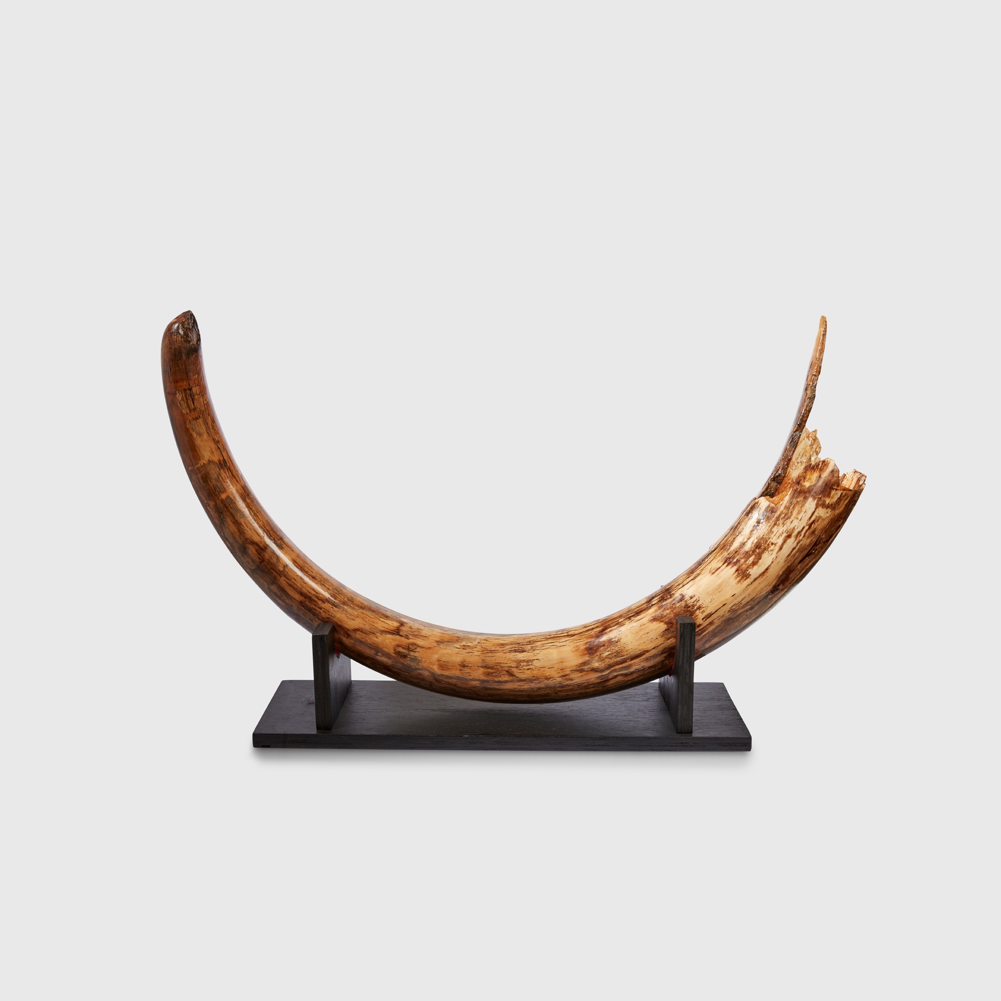 LARGE WOOLLY MAMMOTH TUSK, MAMMUTHUS PRIMIGENIUS