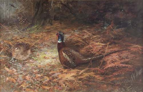 CHARLES WHYMPER (1853-1941)