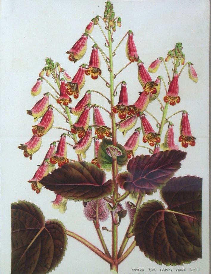 HORTO VAN HOUTTEANO (19TH CENTURY)