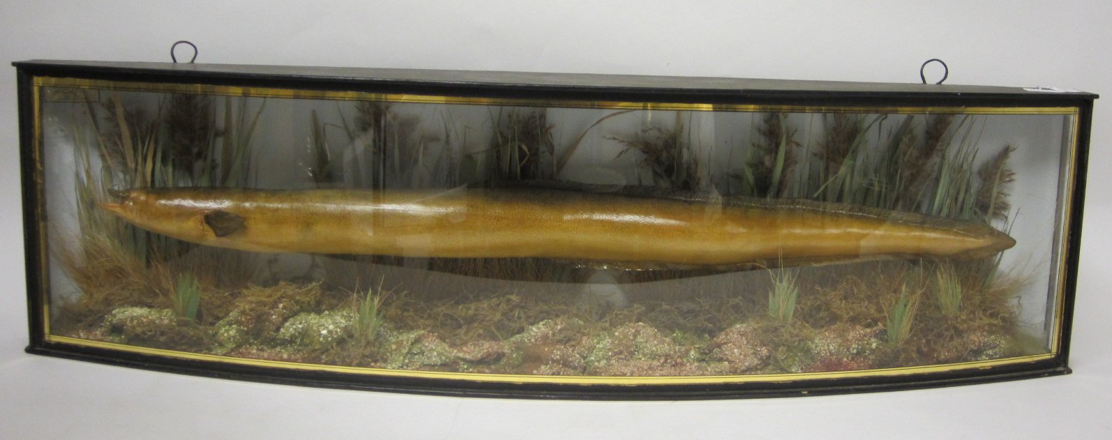 BOW FRONT CASED PLASTER CAST EEL