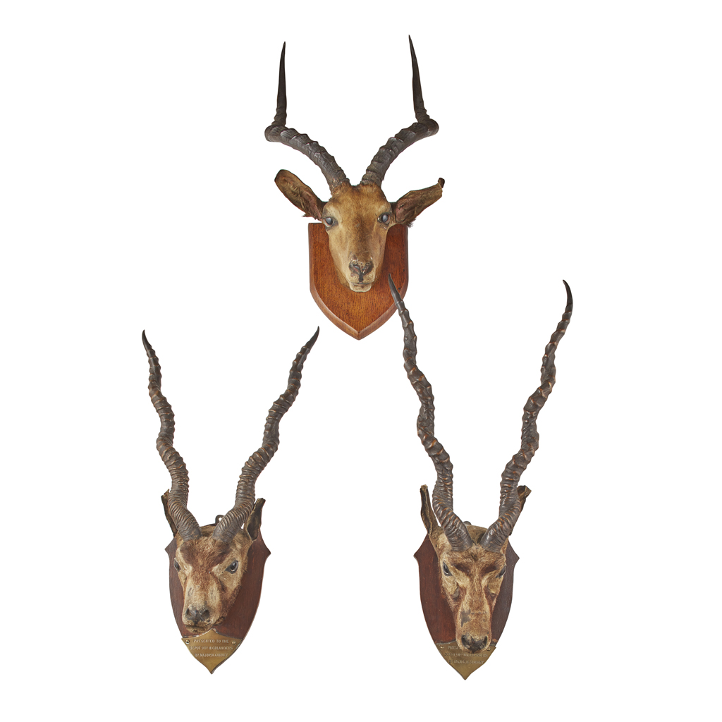 TWO TAXIDERMY INDIAN BLACKBUCK HEAD MOUNTS