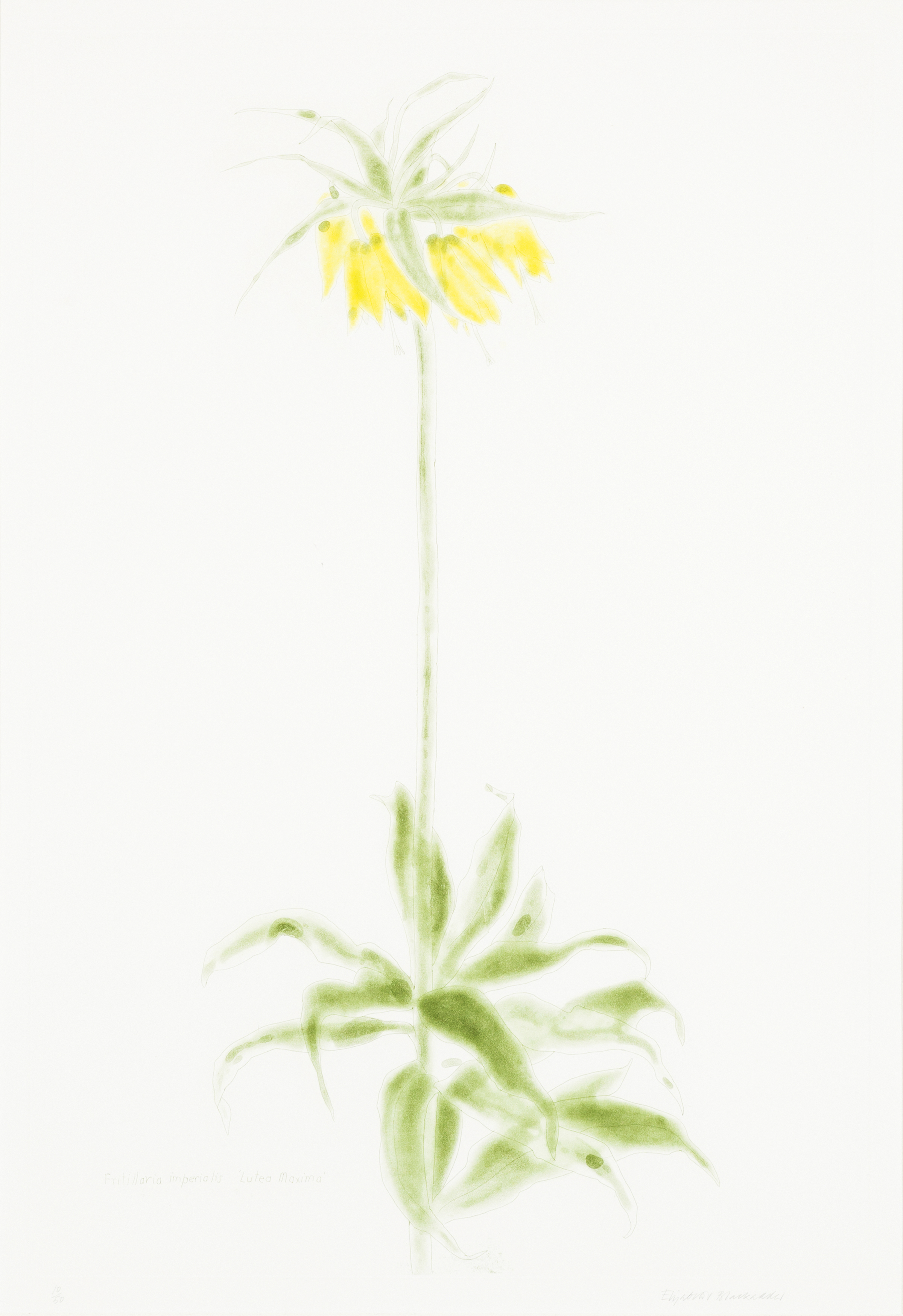 ELIZABETH BLACKADDER O.B.E., R.A., R.S.A., R.S.W., R.G.I. (SCOTTISH B.1931)