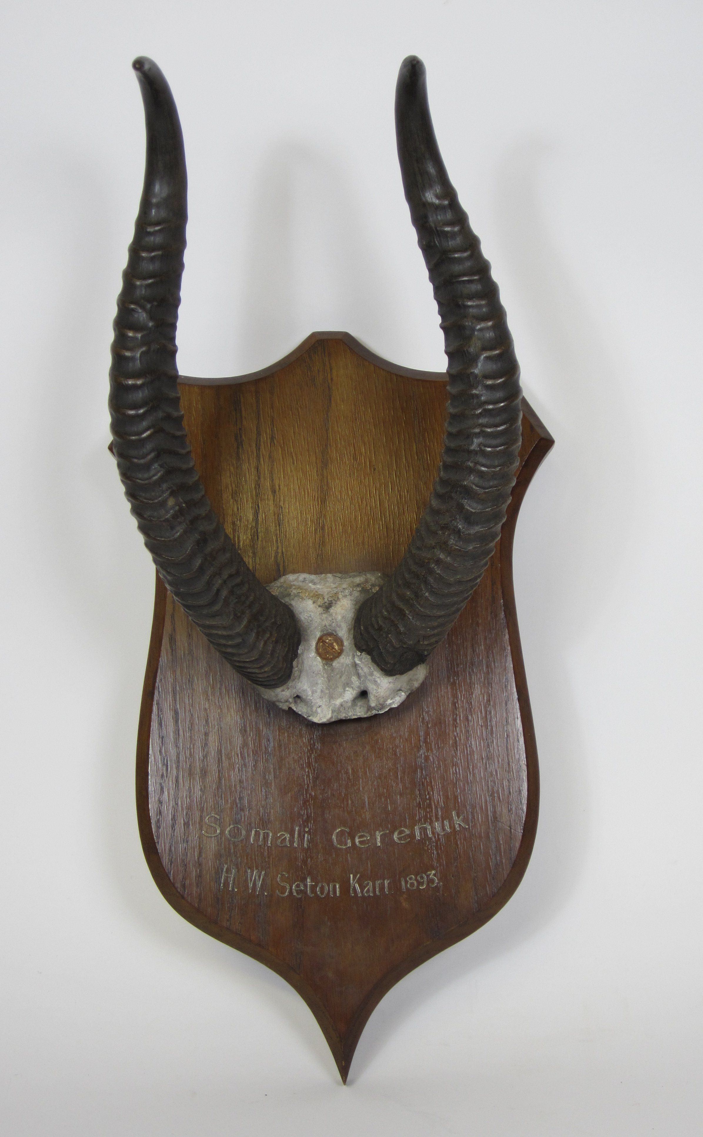 TAXIDERMY - TWO SETS OF MOUNTED HORNS