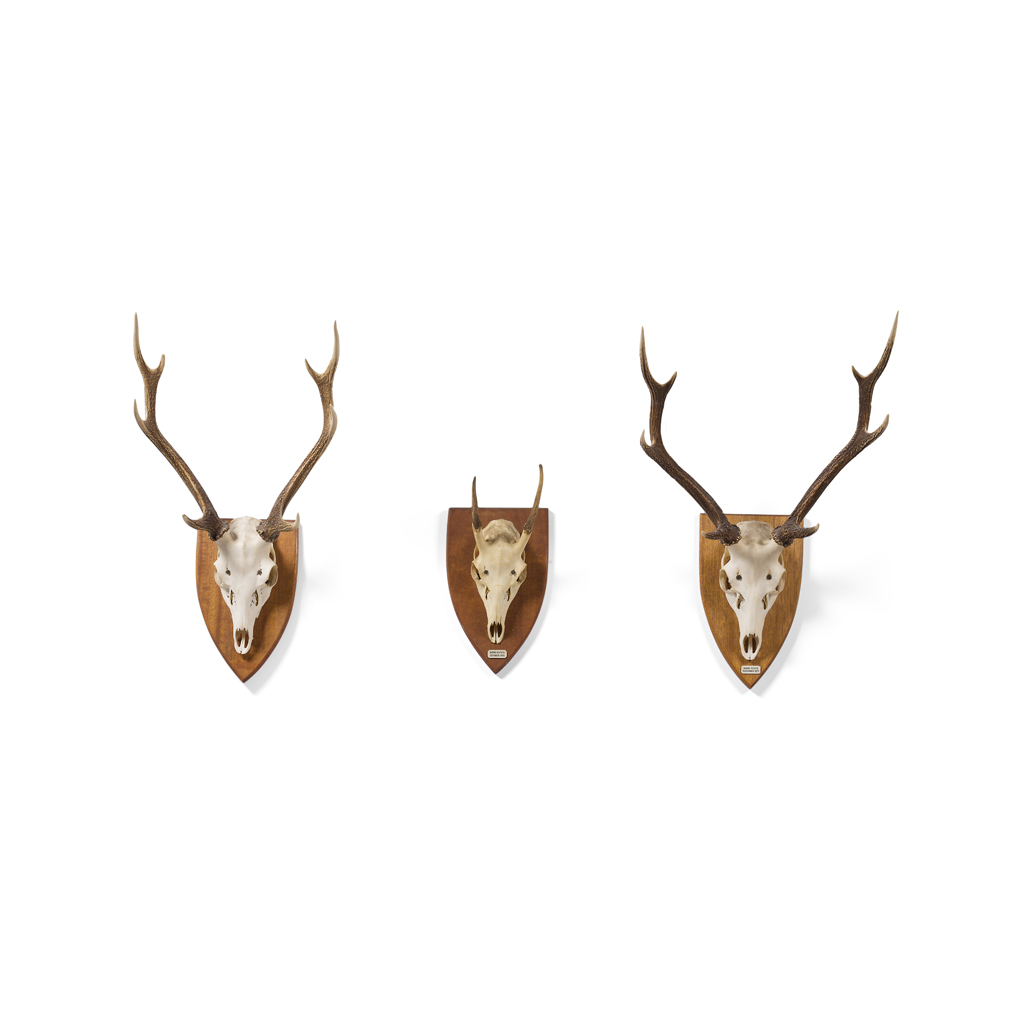 THREE SETS OF MOUNTED DEER ANTLERS