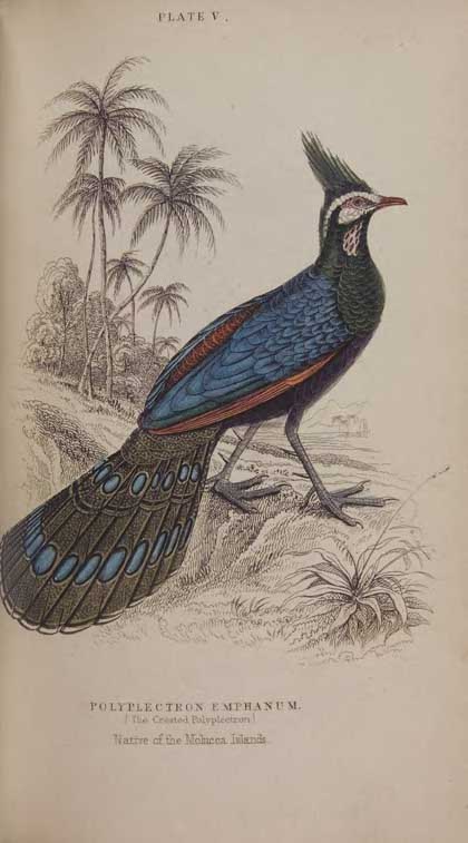 JARDINE Sir William