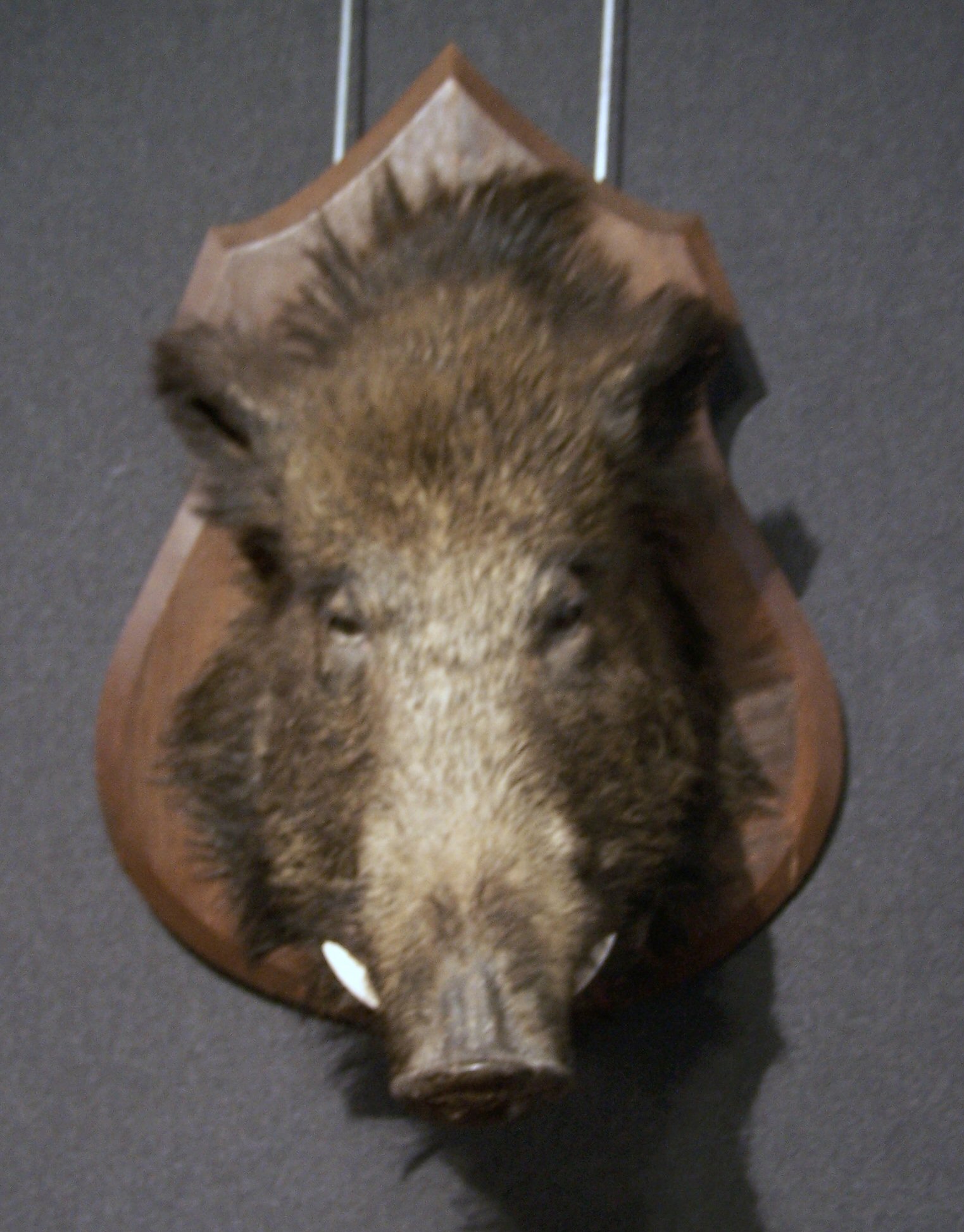A stuffed and mounted boar's head,