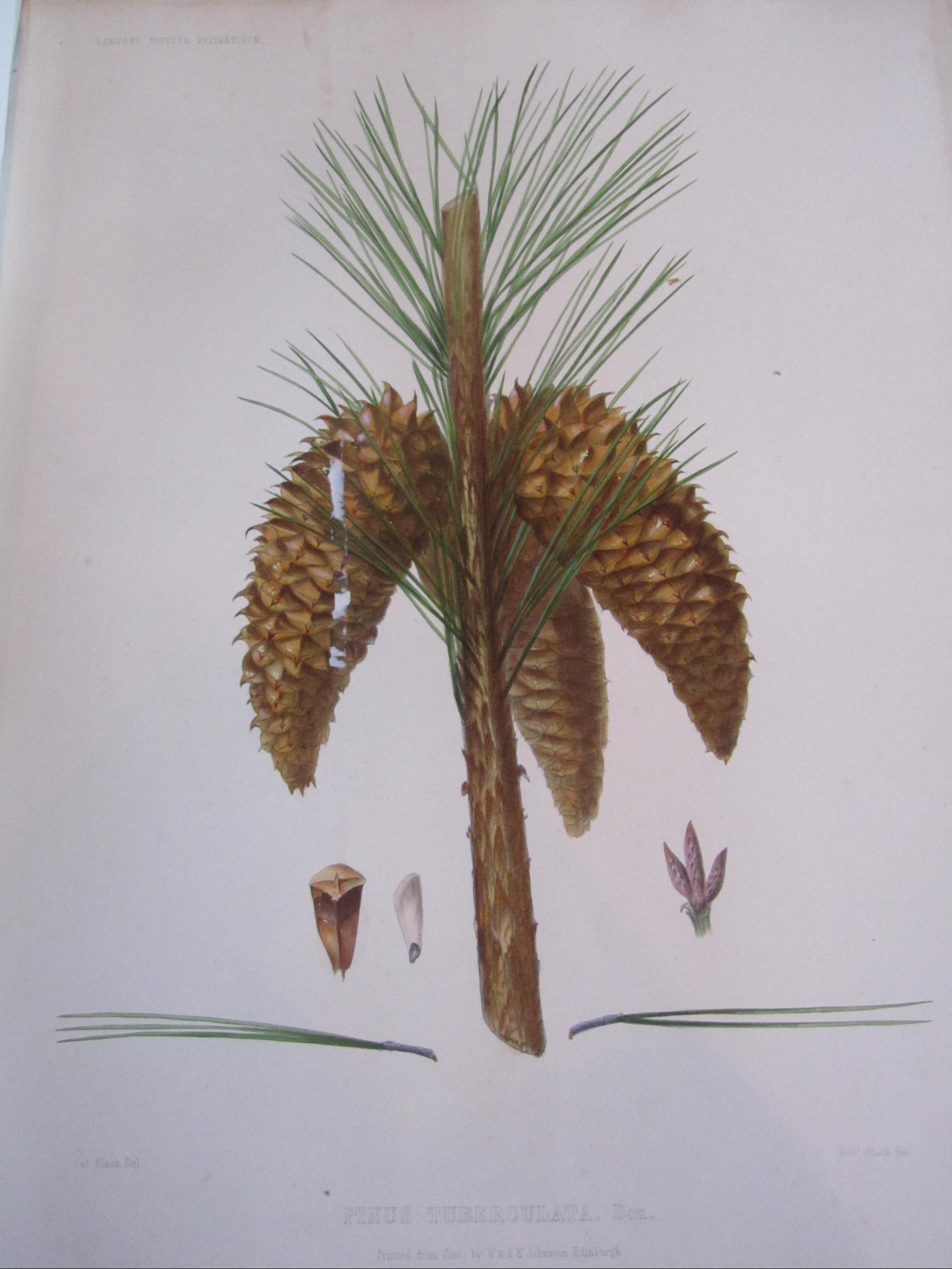 Ravenscroft, Edward James