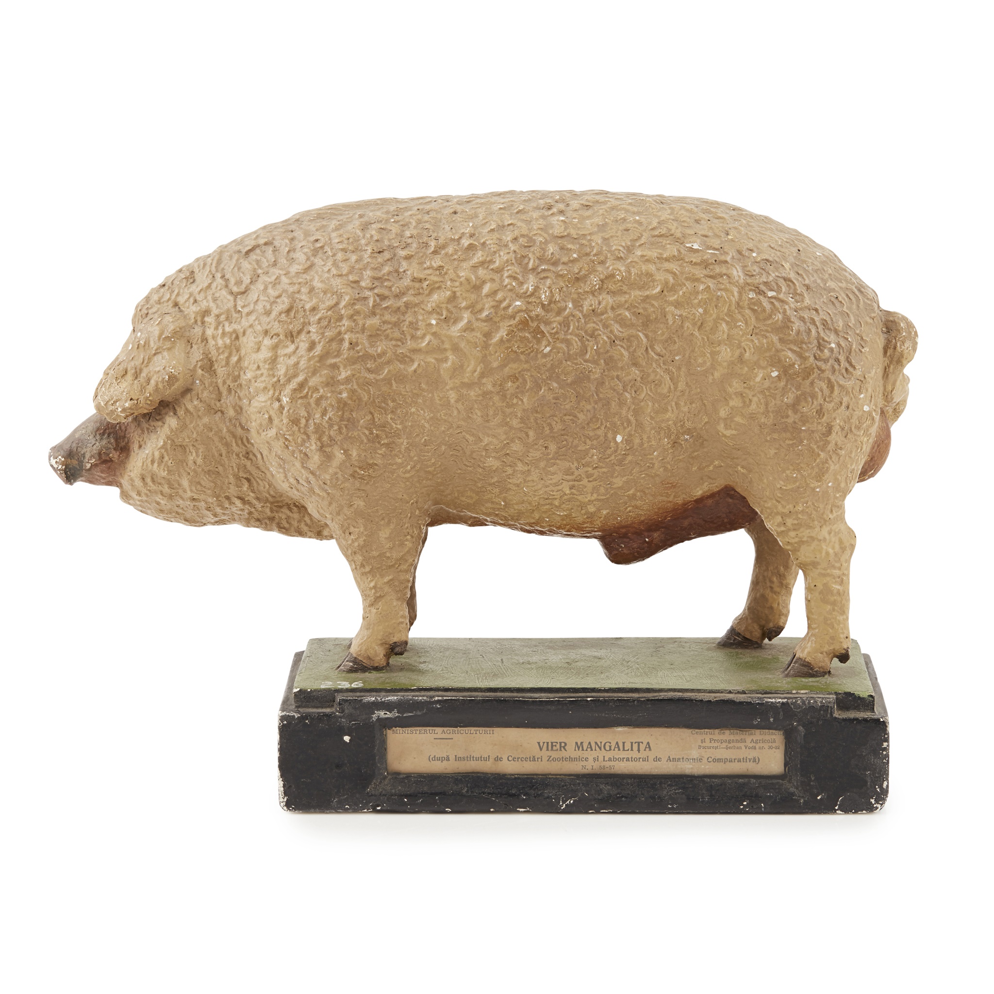 CONTINENTAL PLASTER ZOOLOGICAL MODEL OF A MANGALICA (WOOLLY PIG)
