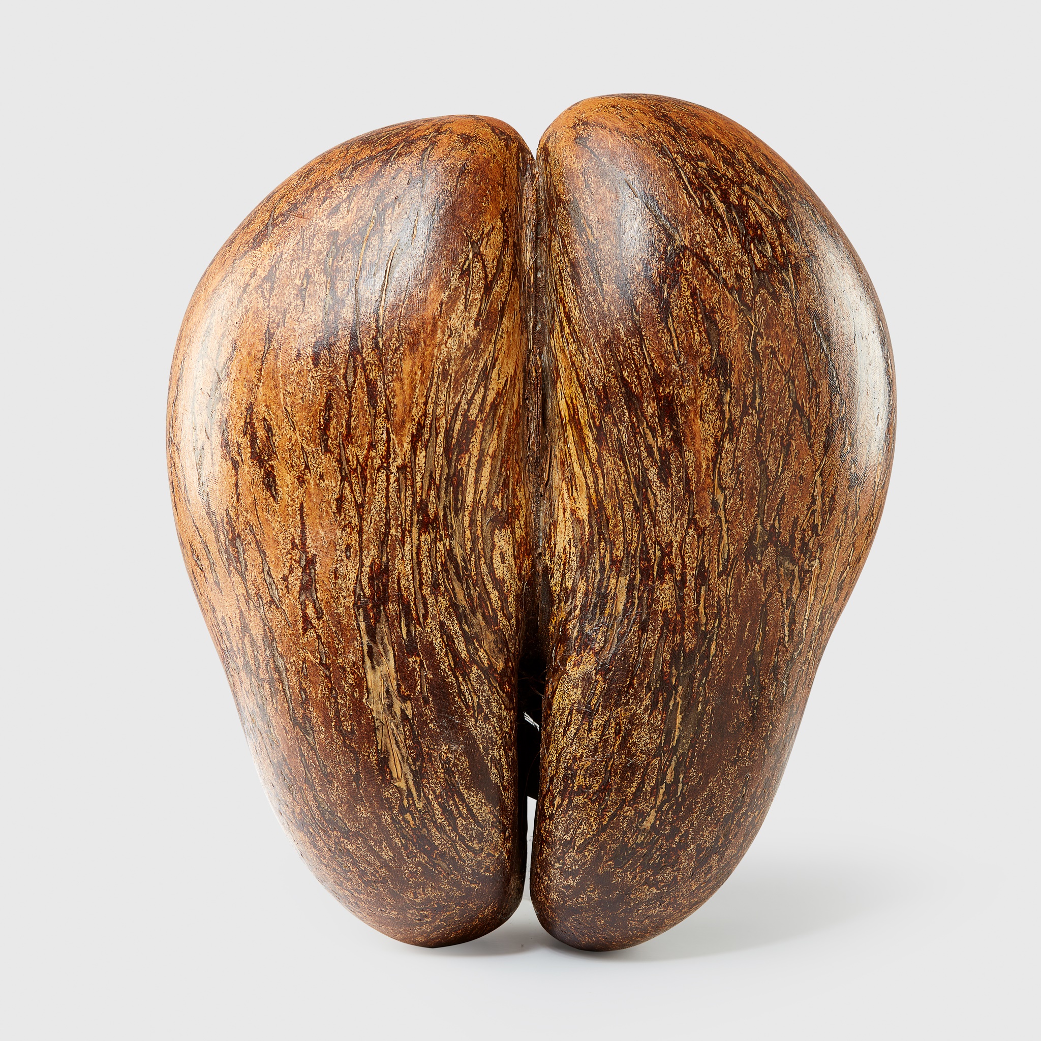 COCO DE MER SHELL