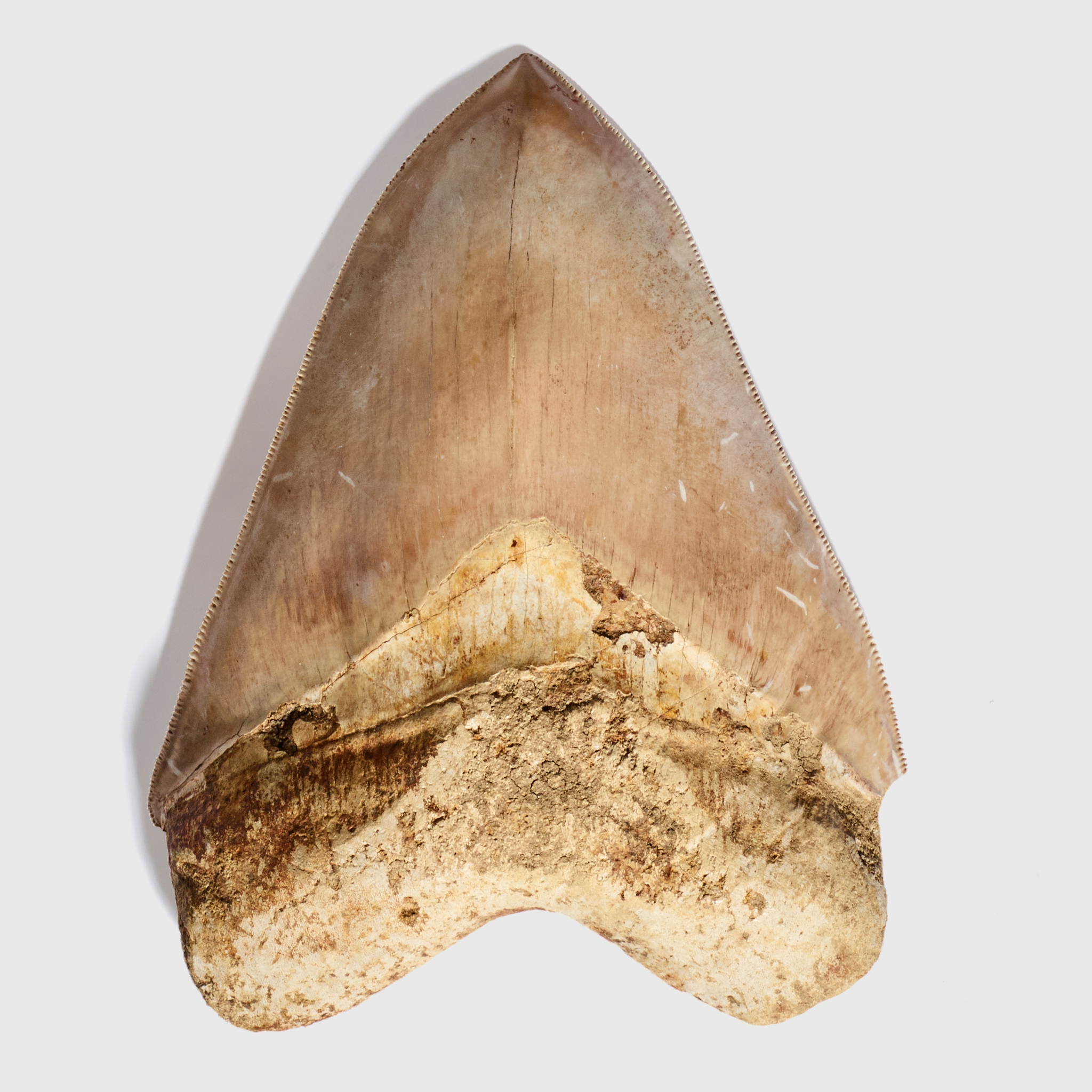 MEGALODON TOOTH