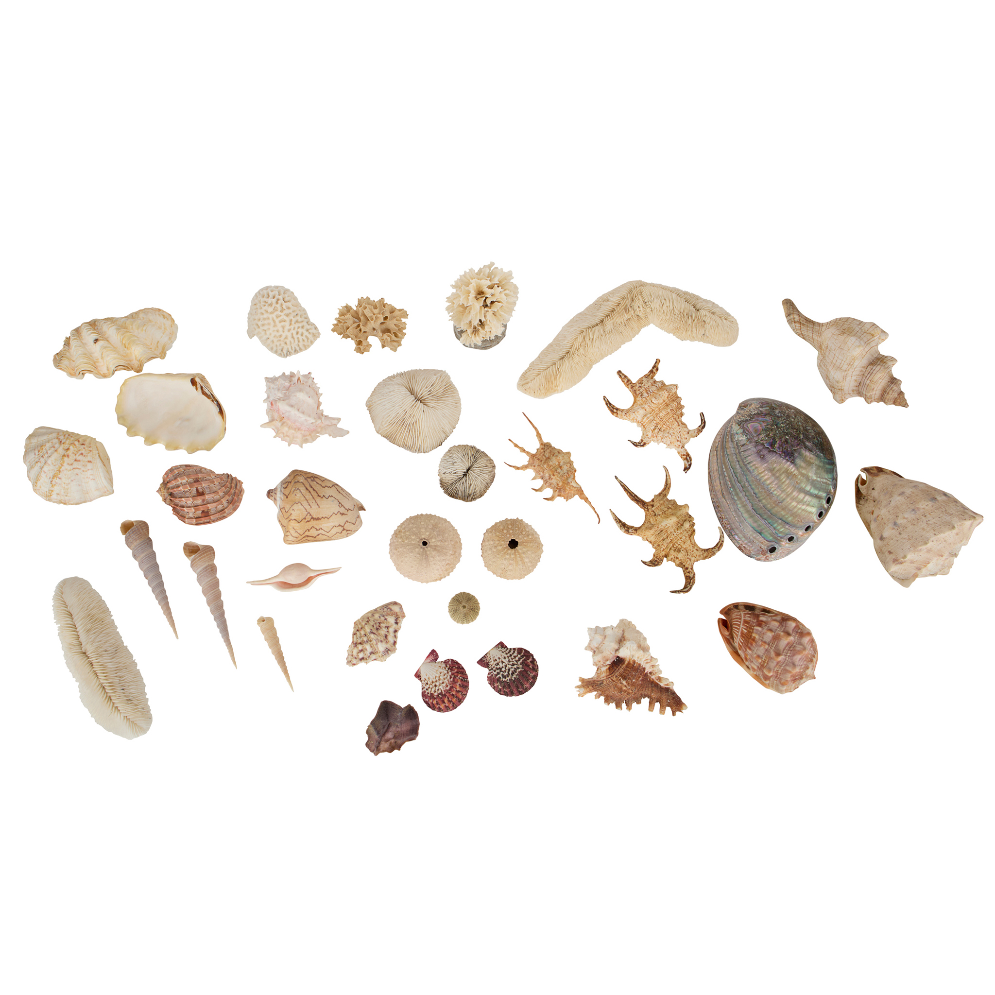 LARGE COLLECTION OF SHELLS AND MARINE SPECIMENS