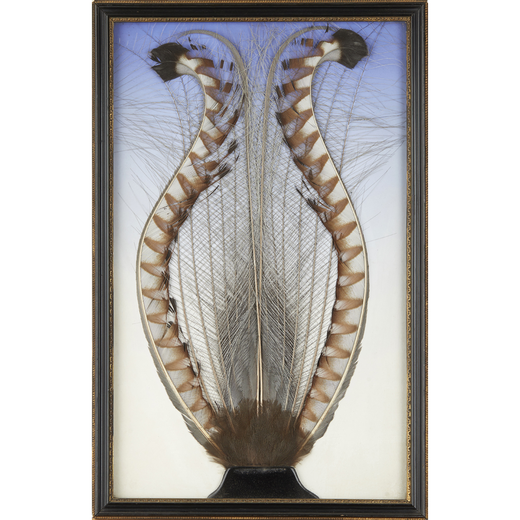 FRAMED AUSTRALIAN SUPERB LYREBIRD TAIL FEATHER DISPLAY
