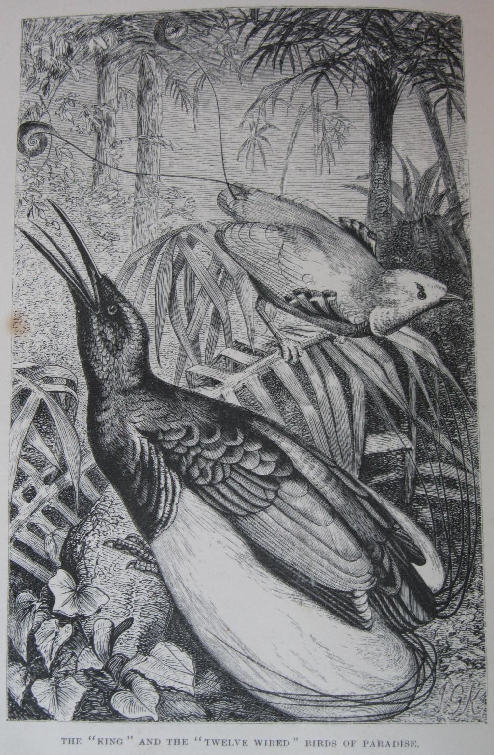 Wallace, Alfred Russel