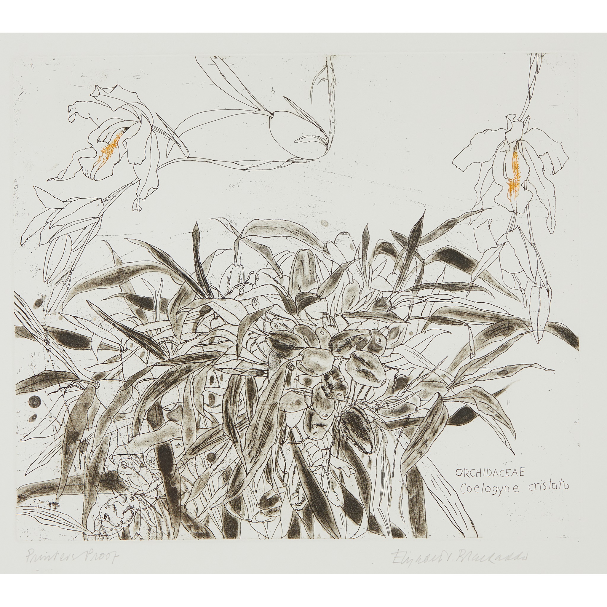 DAME ELIZABETH BLACKADDER O.B.E., R.A., R.S.A., R.S.W., R.G.I., D.Litt (SCOTTISH 1931-2021)