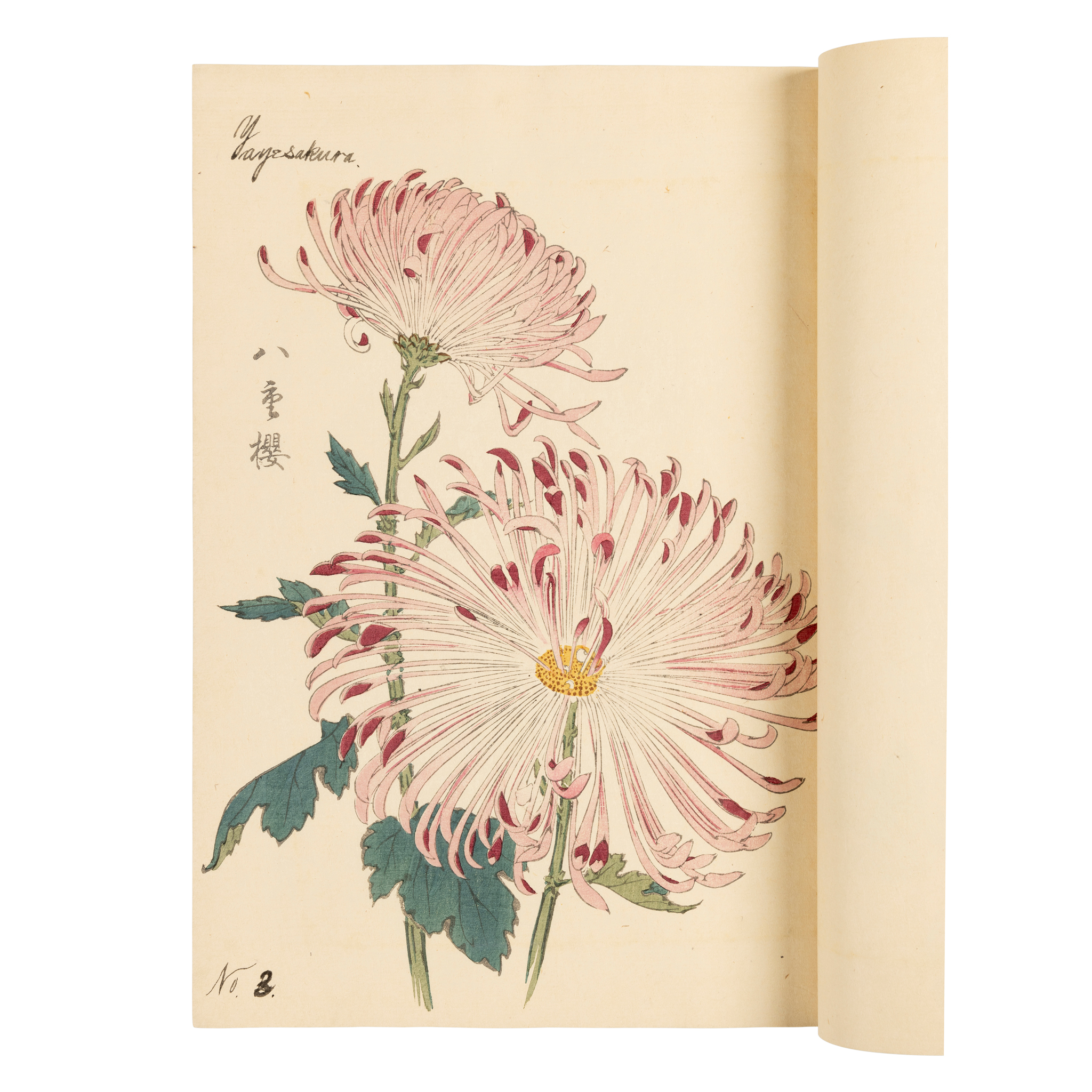 JAPANESE WOODBLOCK PRINTED ALBUM OF ONE HUNDRED CHRYSANTHEMUMS