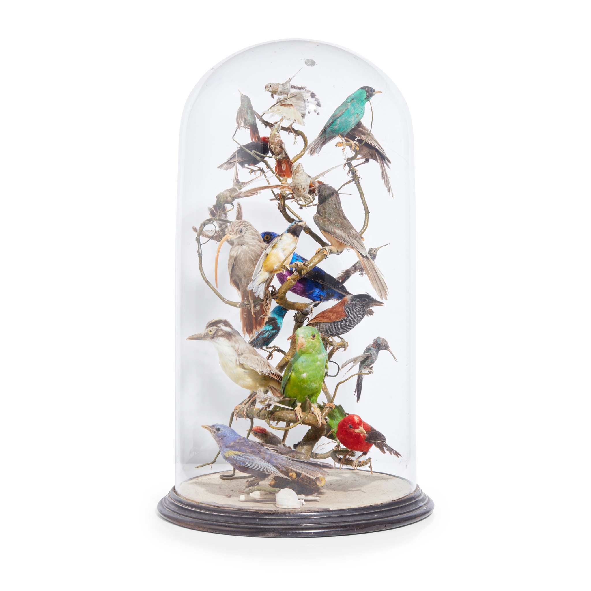 VICTORIAN TAXIDERMY BIRD DISPLAY AND DOME