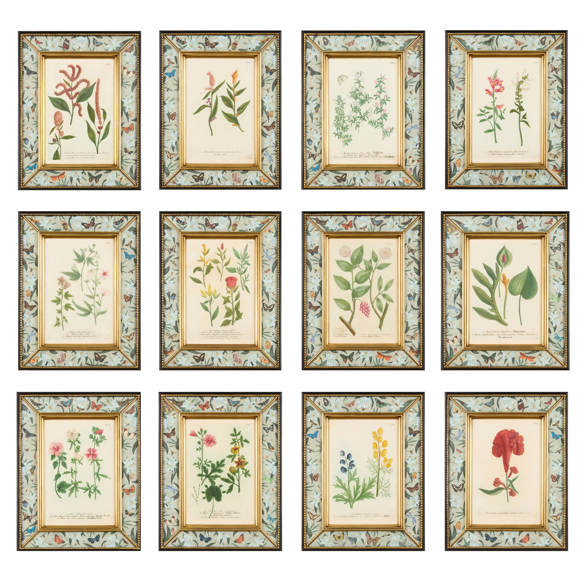 SET OF TWELVE HAND-COLOURED BOTANICAL ENGRAVINGS FROM WEINMANN'S 'PHYTANTHOZA ICONOGRAPHIA'