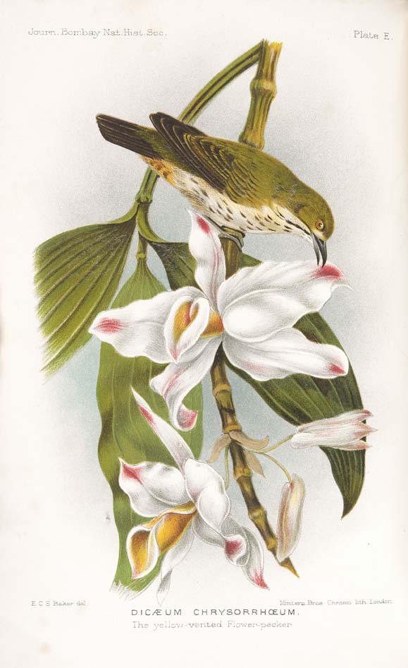 India--Baker, E.C. Stuart