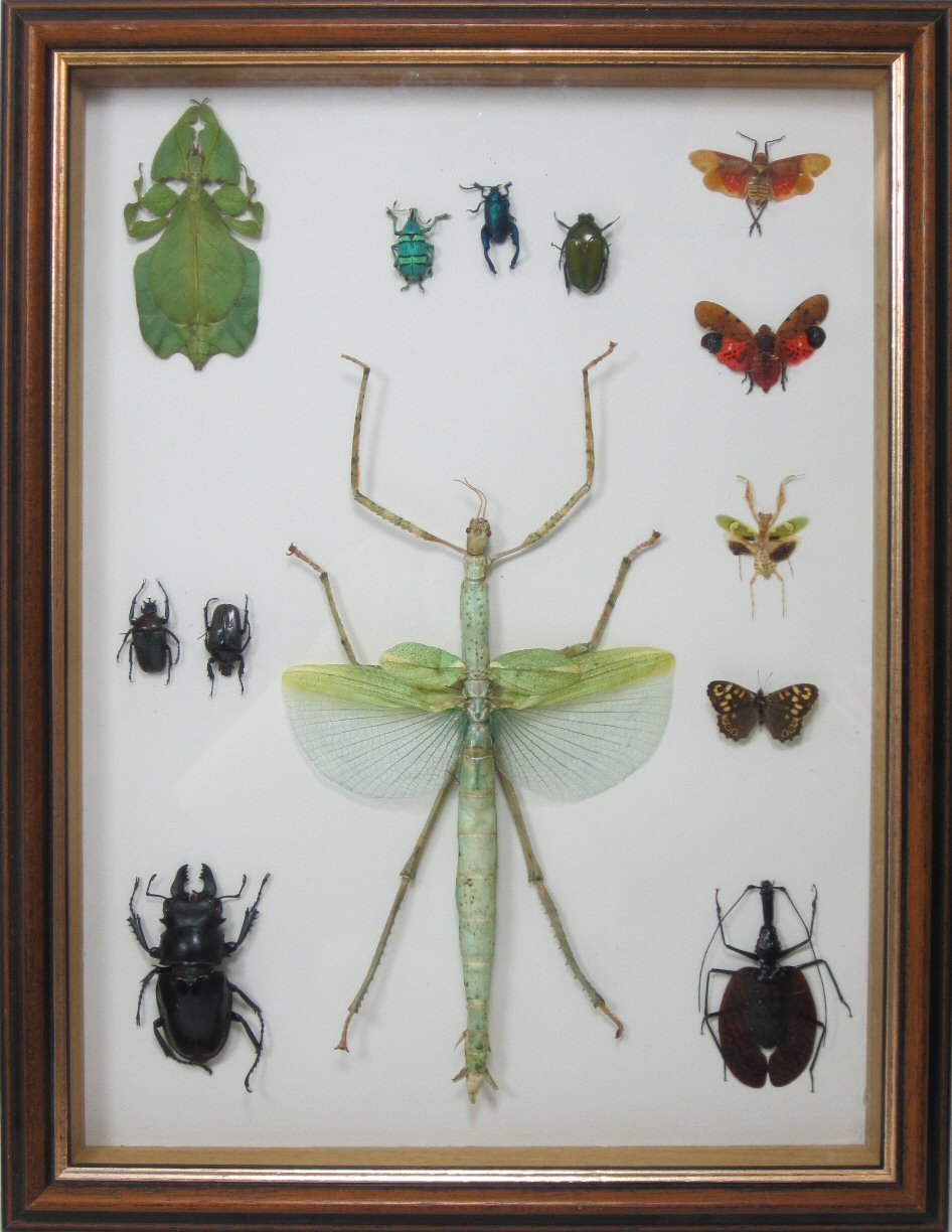 TAXIDERMY - FIVE SETS OF MOUNTED INSECTS