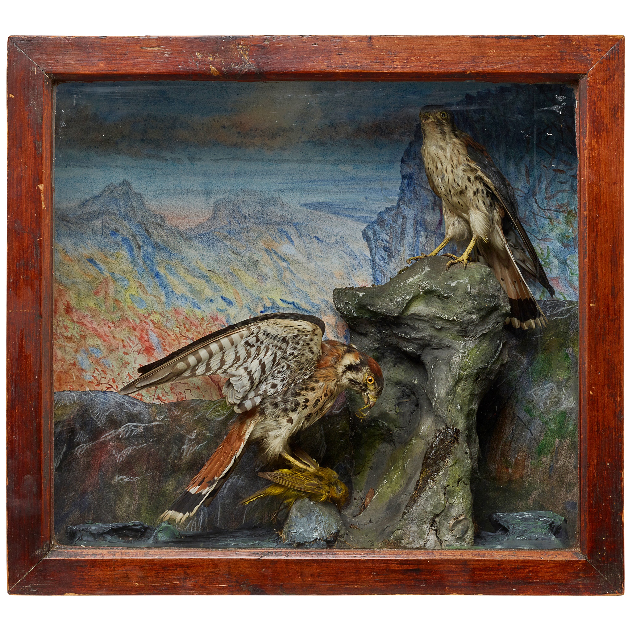 PAIR OF CASED TAXIDERMY AMERICAN KESTRELS