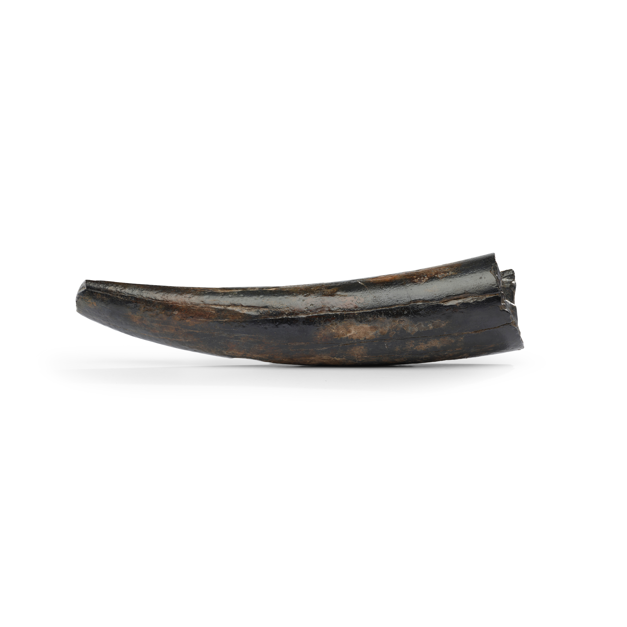 STEGODON TUSK, STEGODON SP.