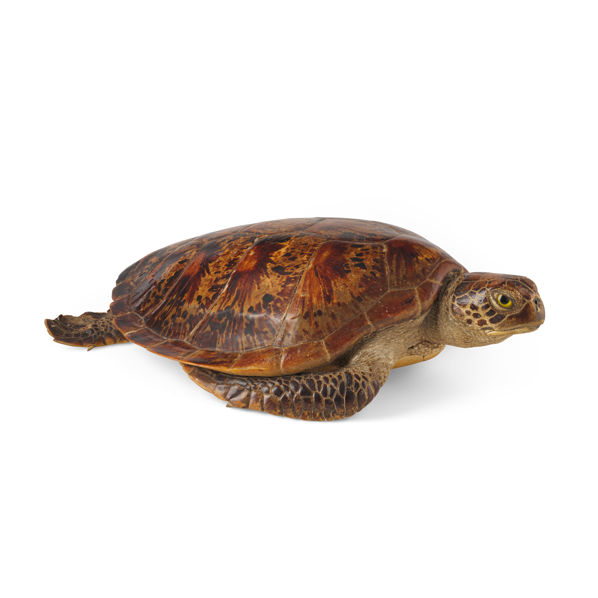 TAXIDERMY GREEN SEA TURTLE