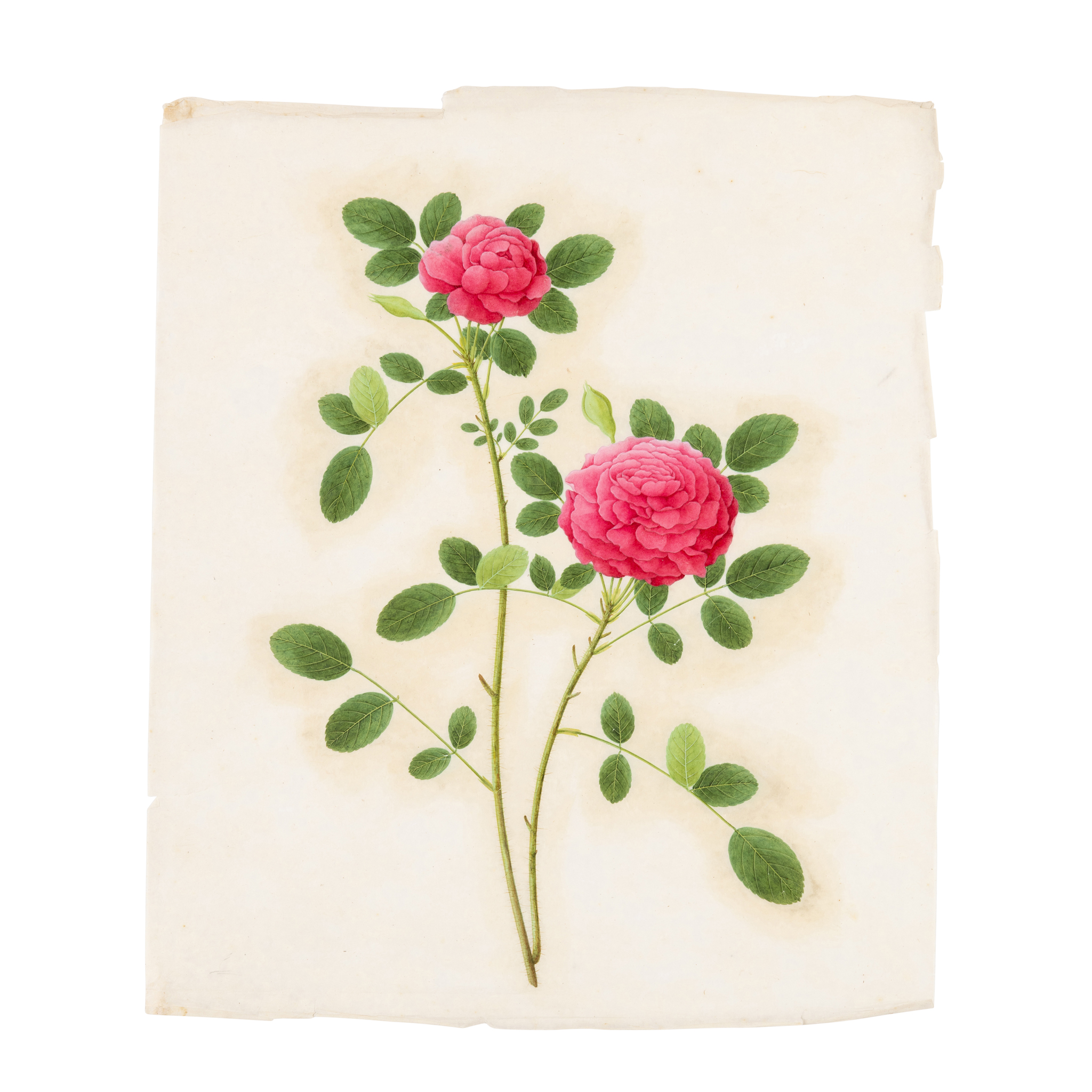 FINE GROUP OF TWELVE CHINESE 'BIRDS AND FLOWERS' PAINTINGS