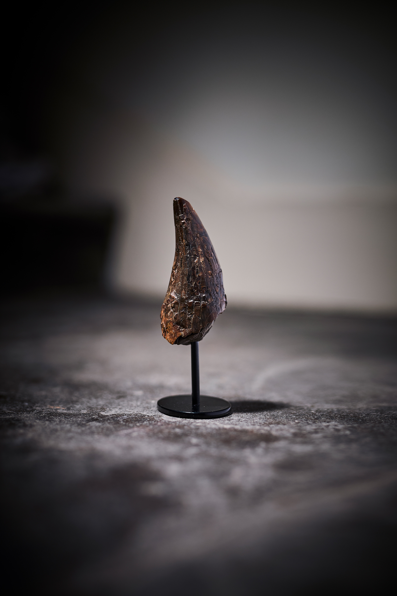 THE TOOTH OF A TYRANNOSAURUS-REX