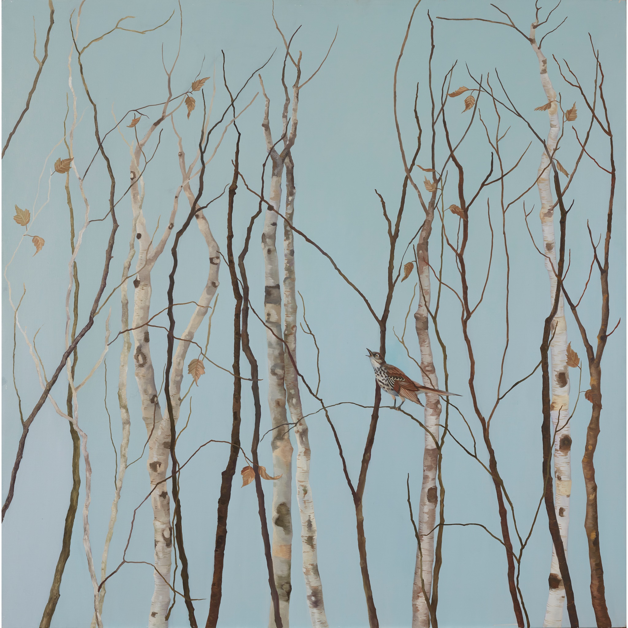 GRACE O'CONNOR (AMERICAN)