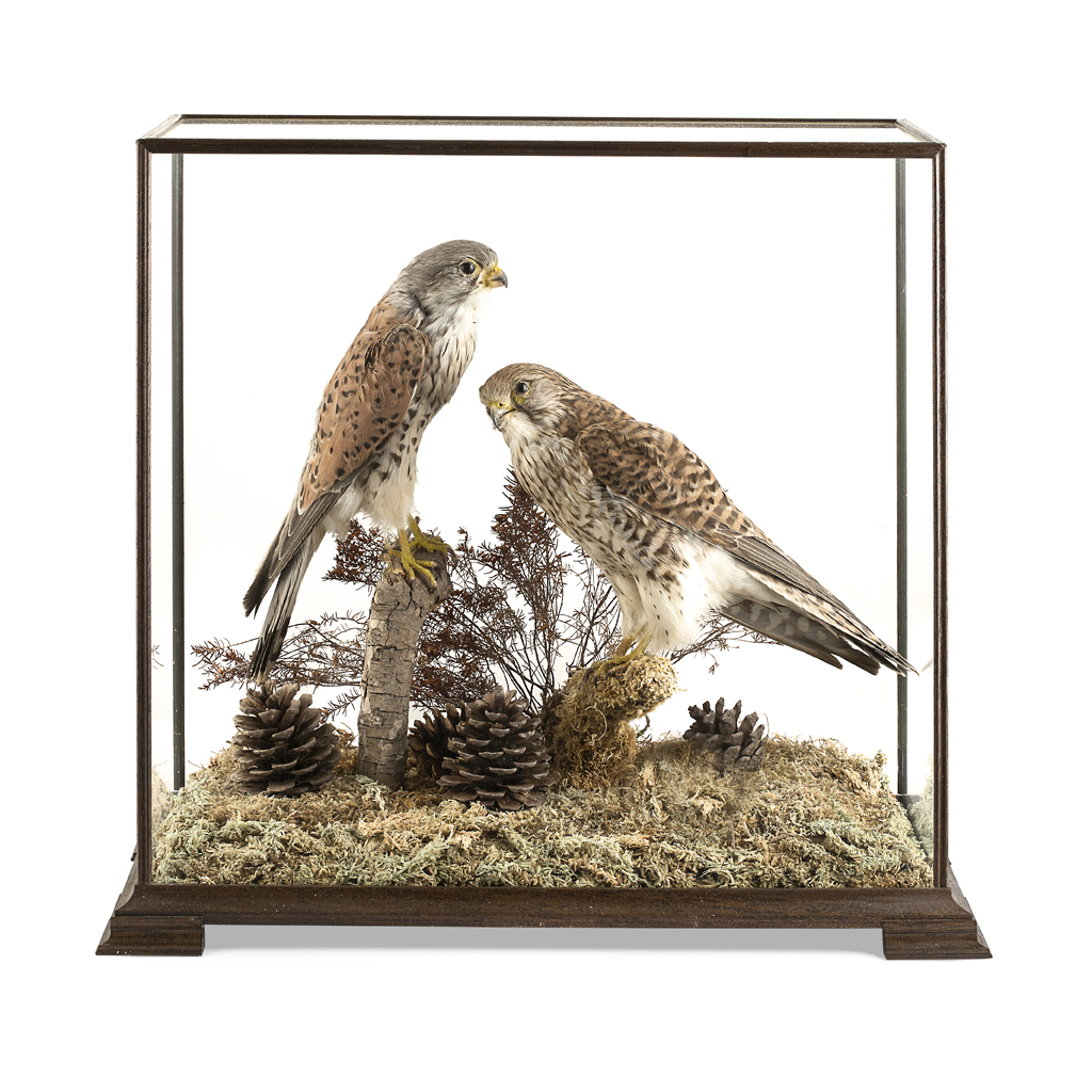 CASED PAIR OF TAXIDERMY KESTRELS