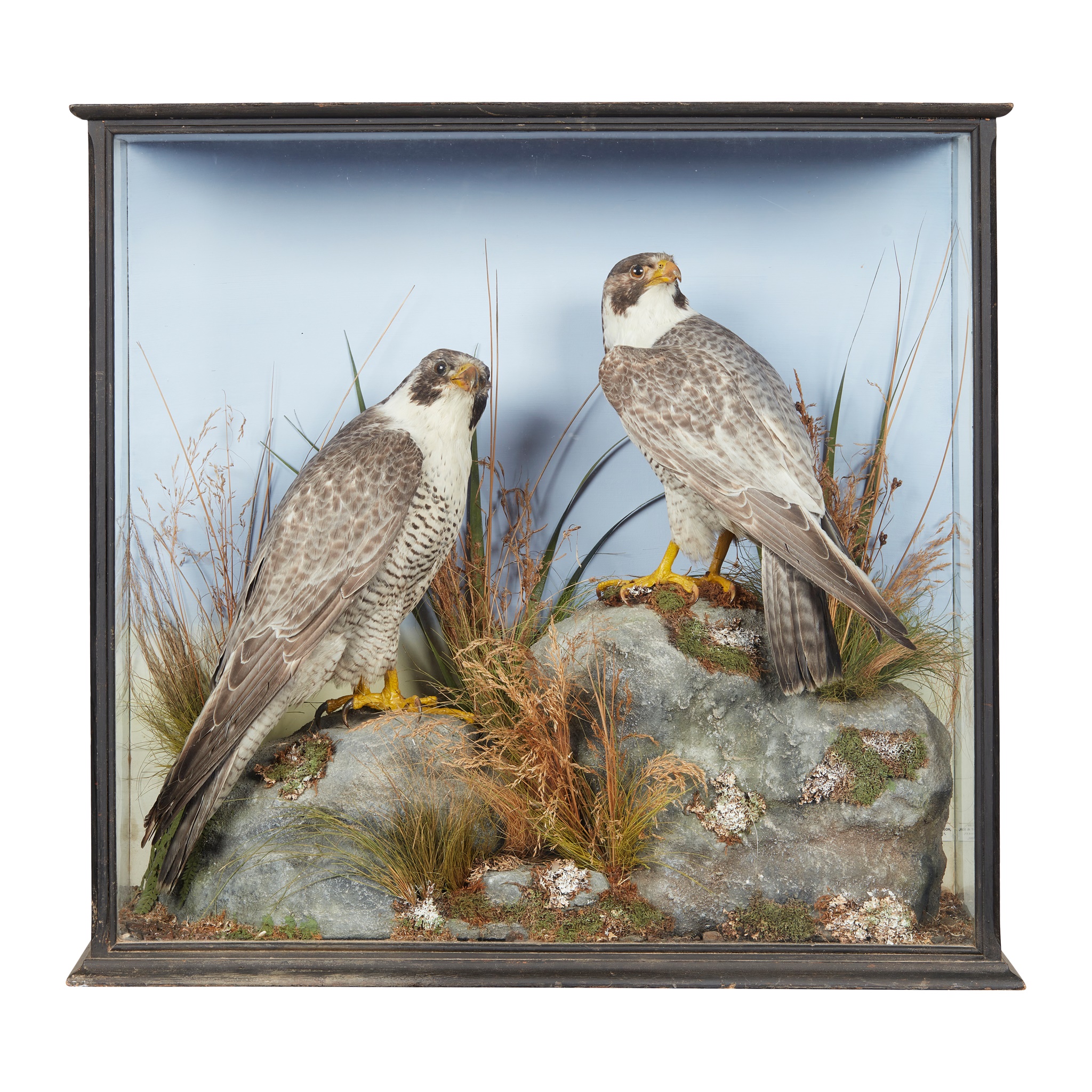 A LATE VICTORIAN CASED PAIR OF TAXIDERMY PEREGRINE FALCONS (FALCO PEREGRINUS)